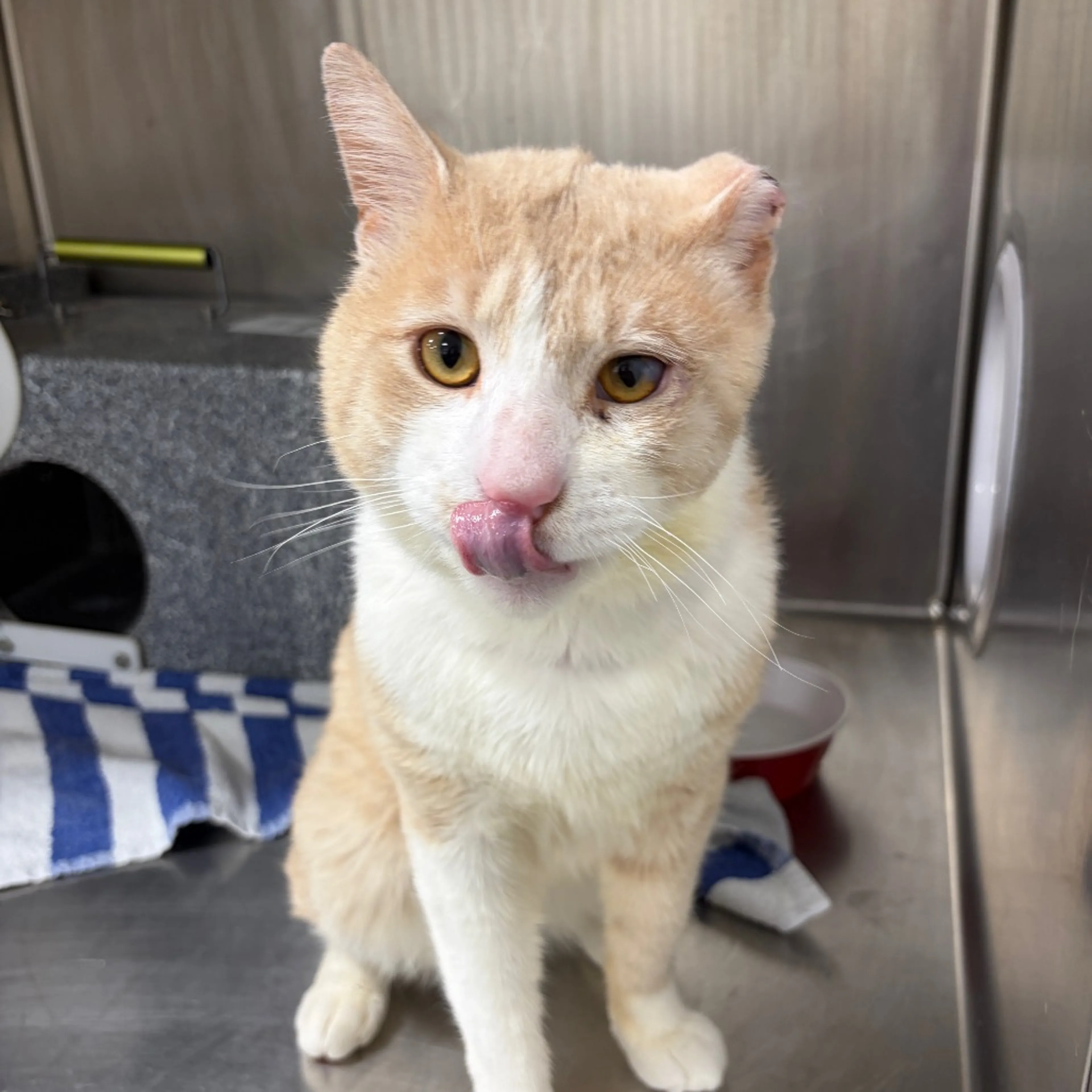 Found pet-2