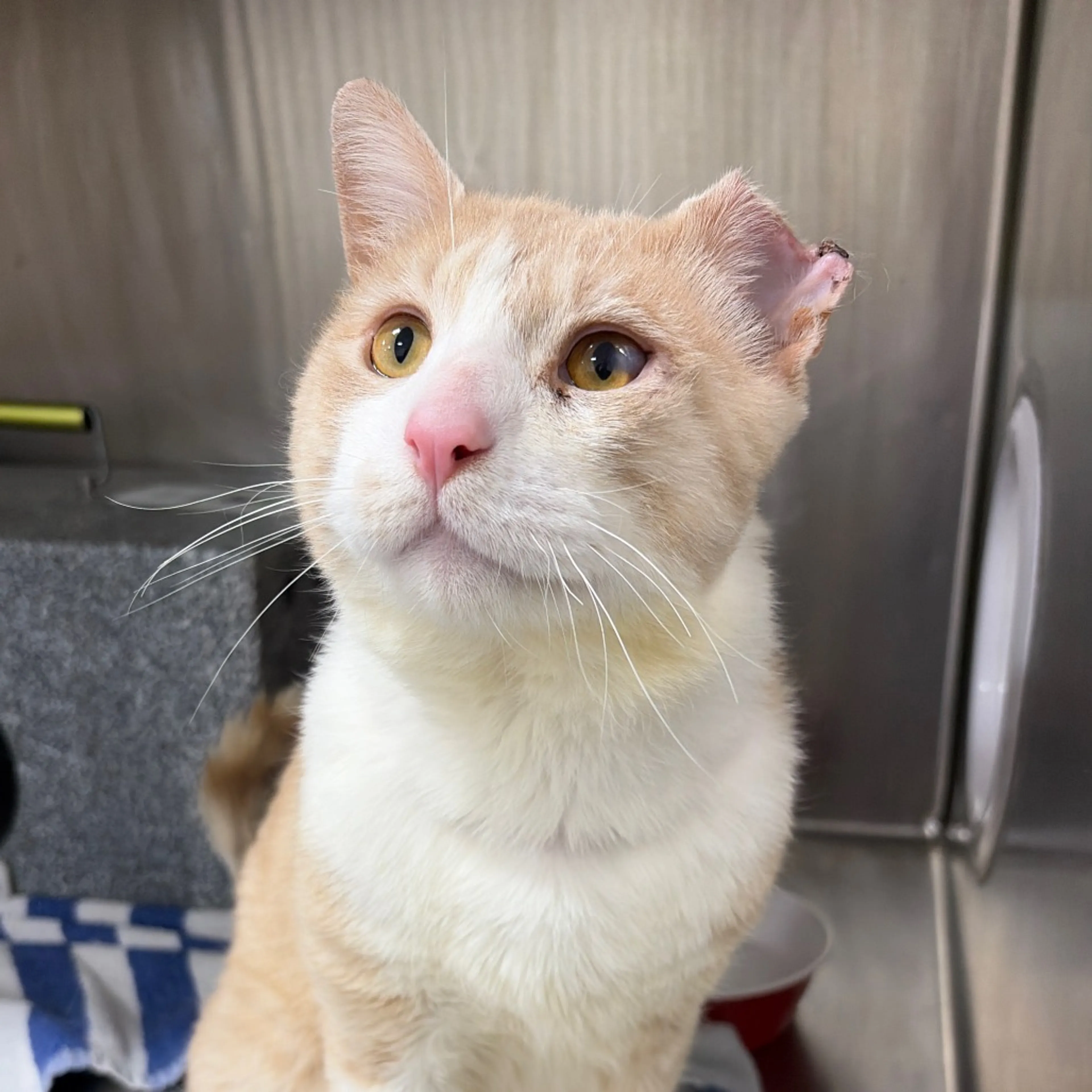 Found pet-3