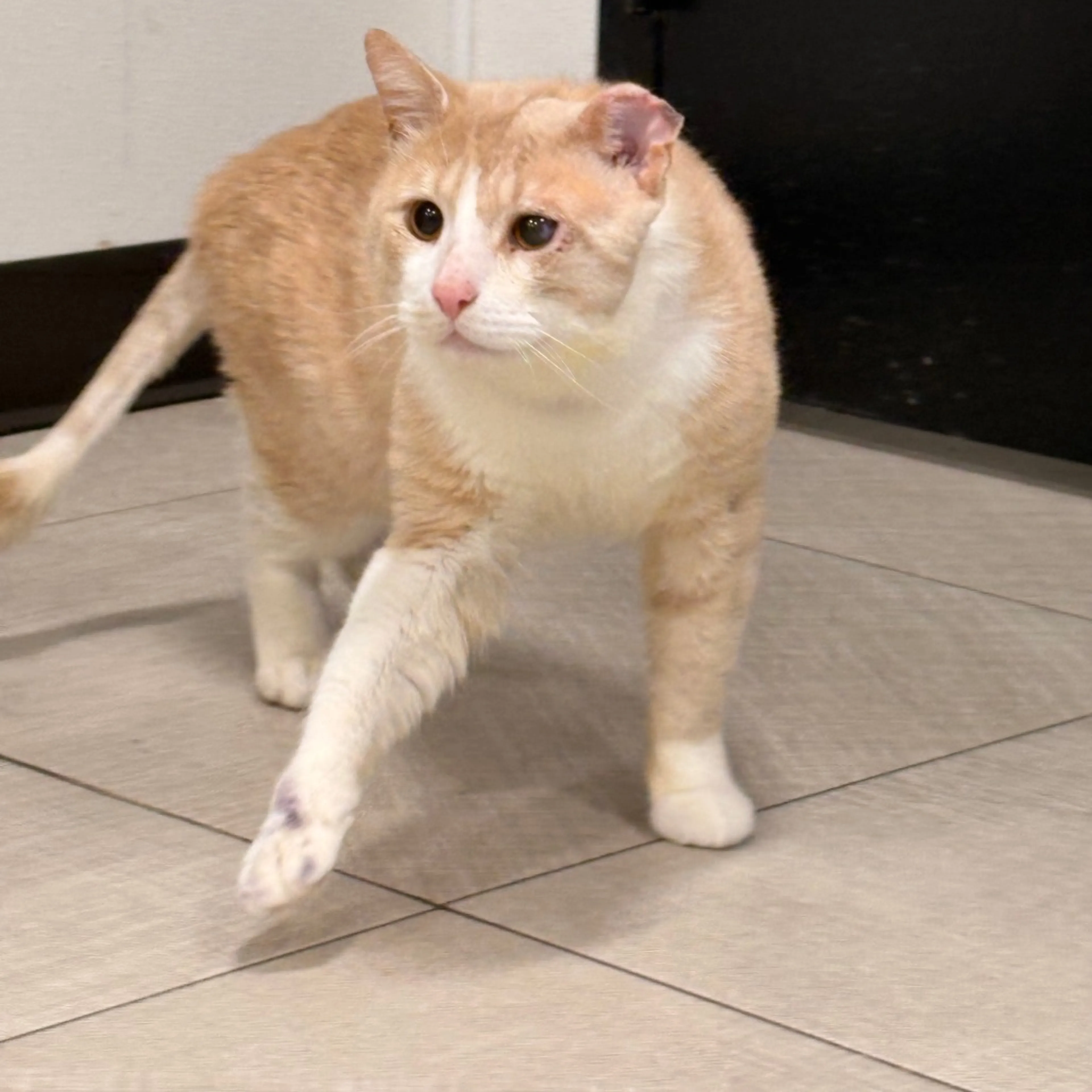 Found pet