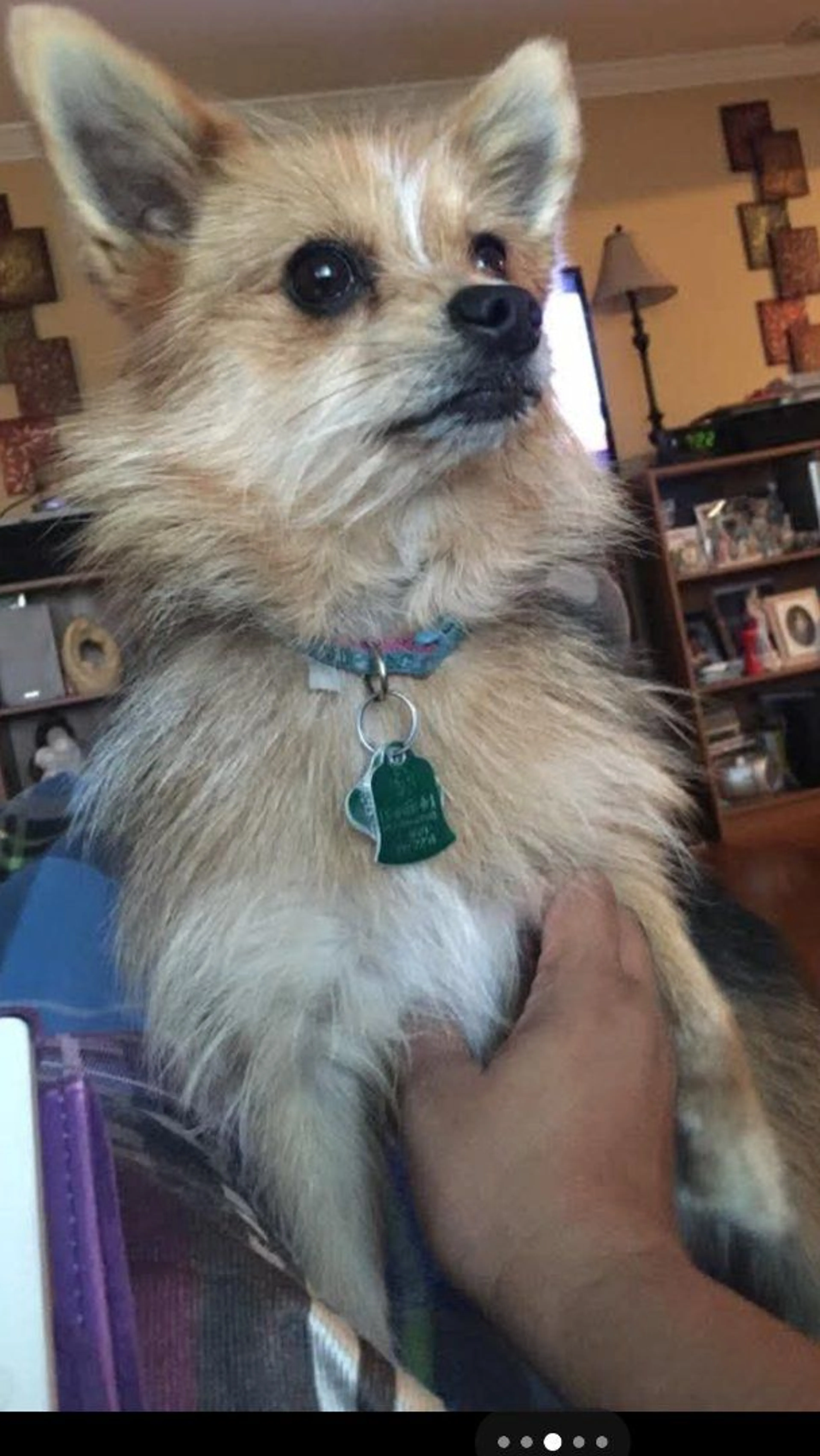 Lost pet-2