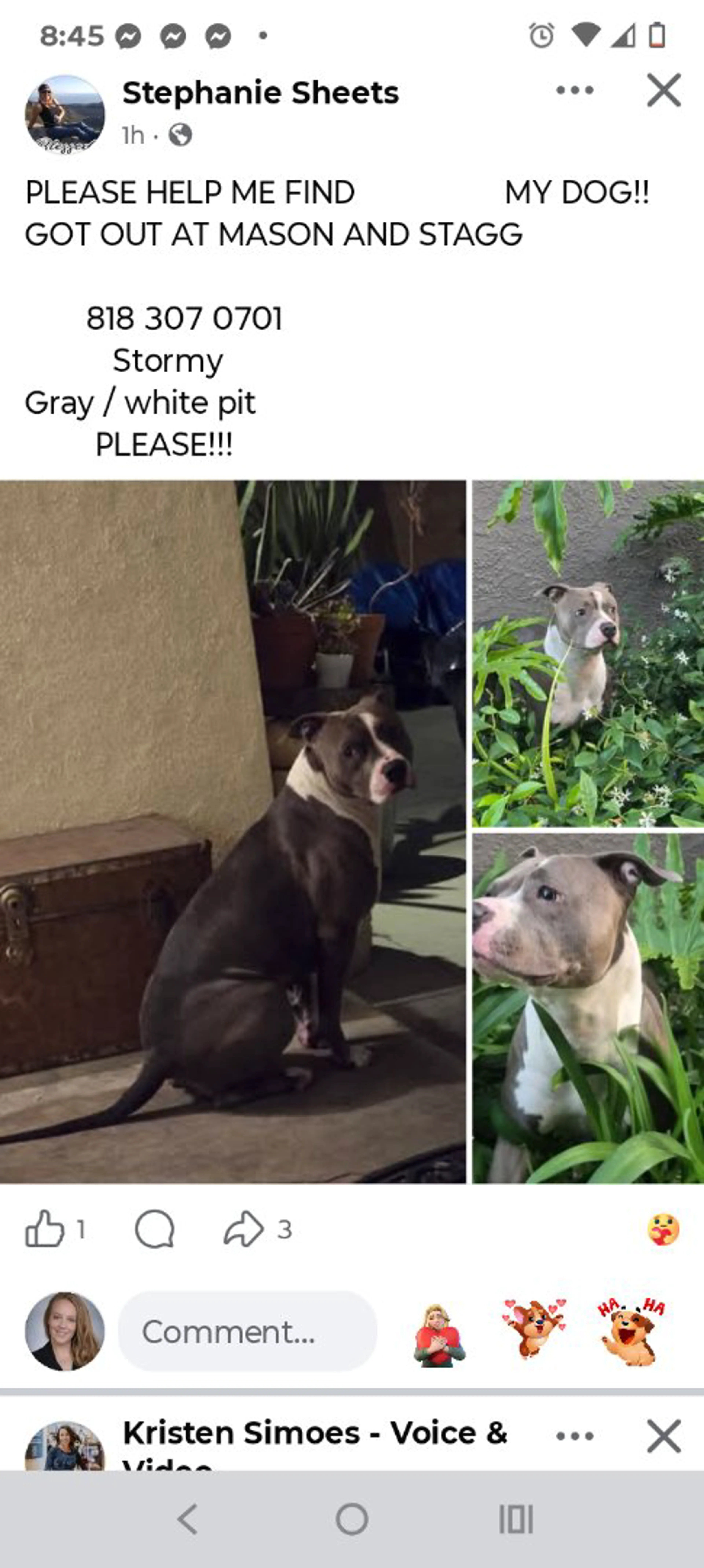 Lost pet