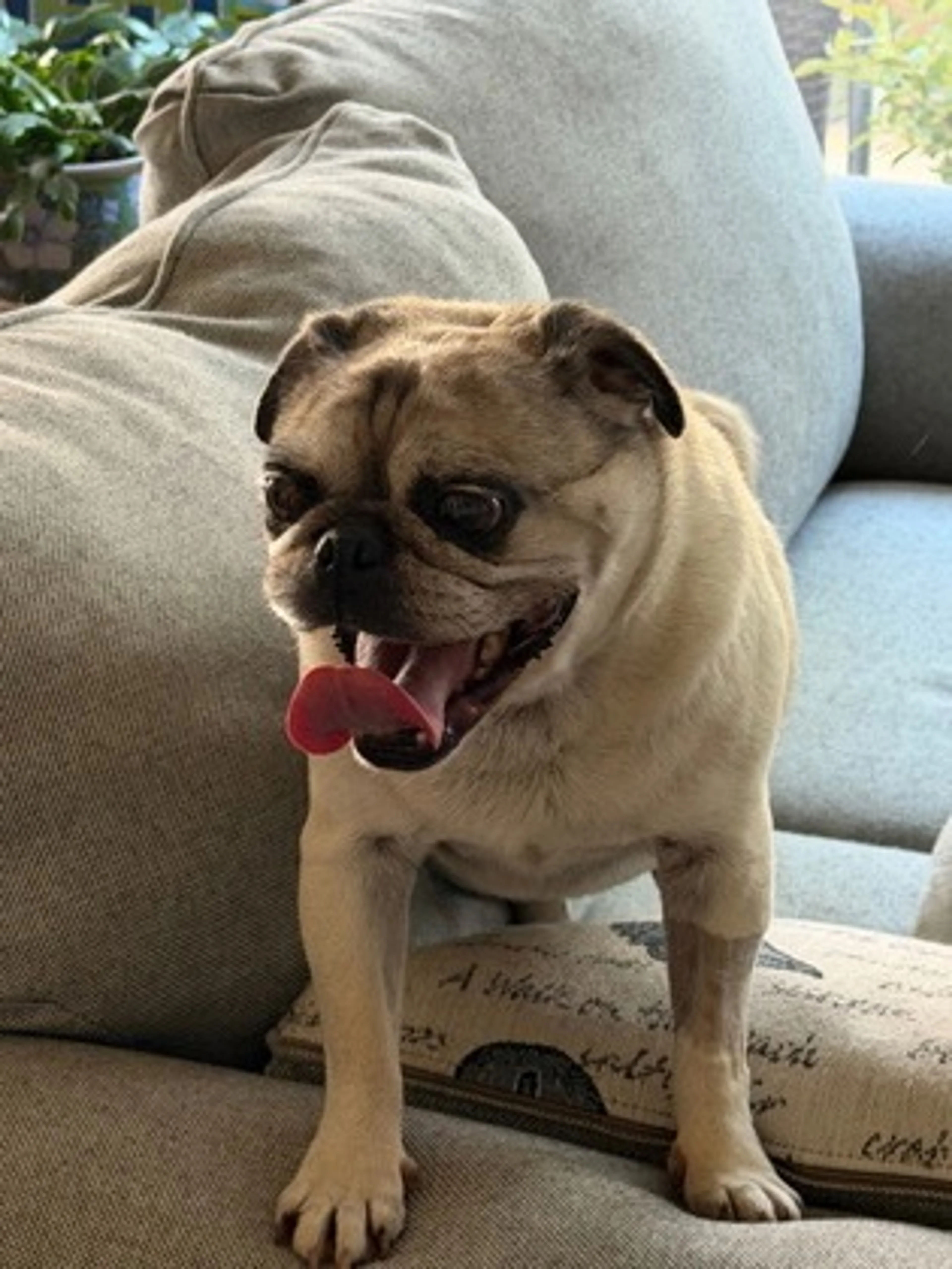 Found pet-0