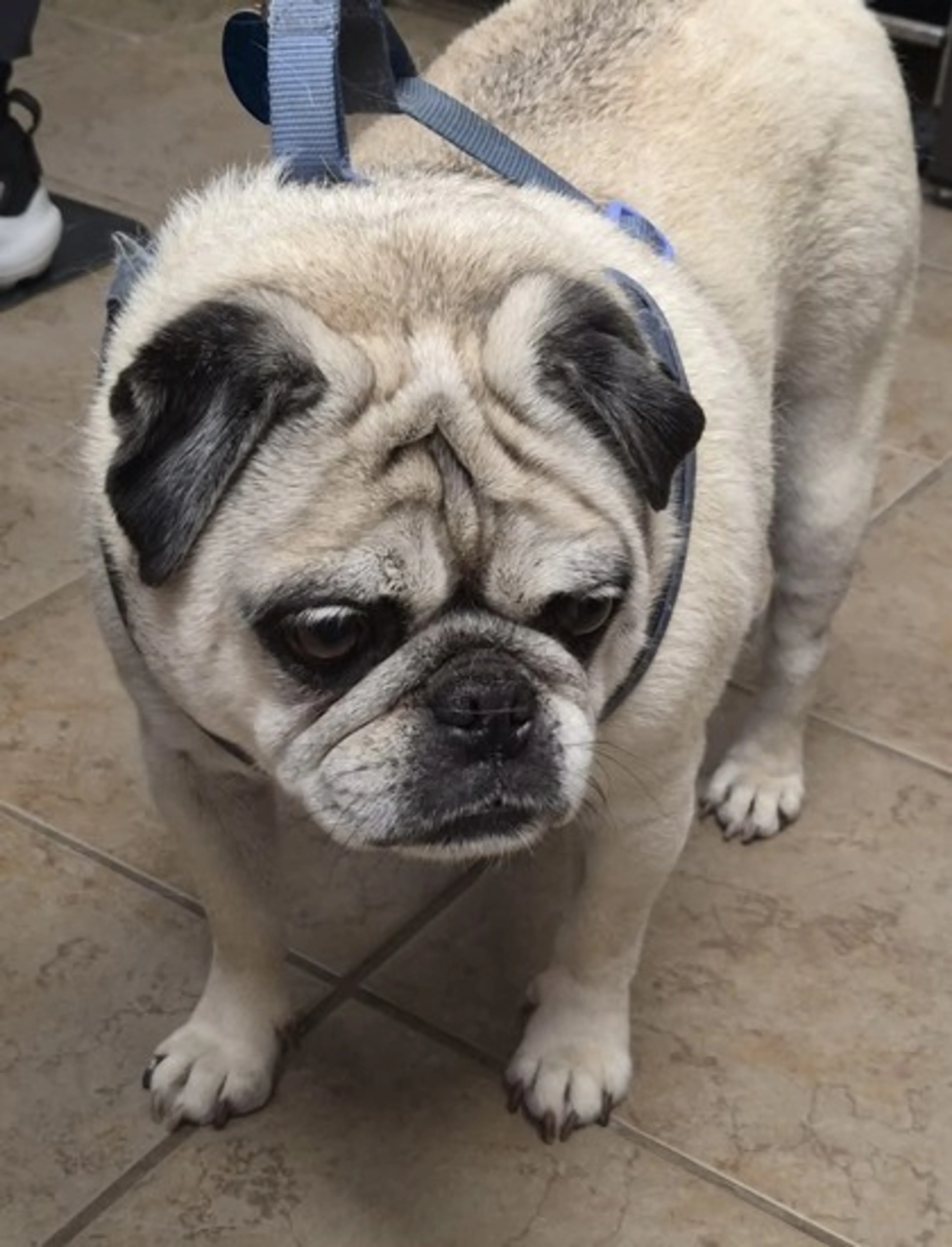 Found pet-1