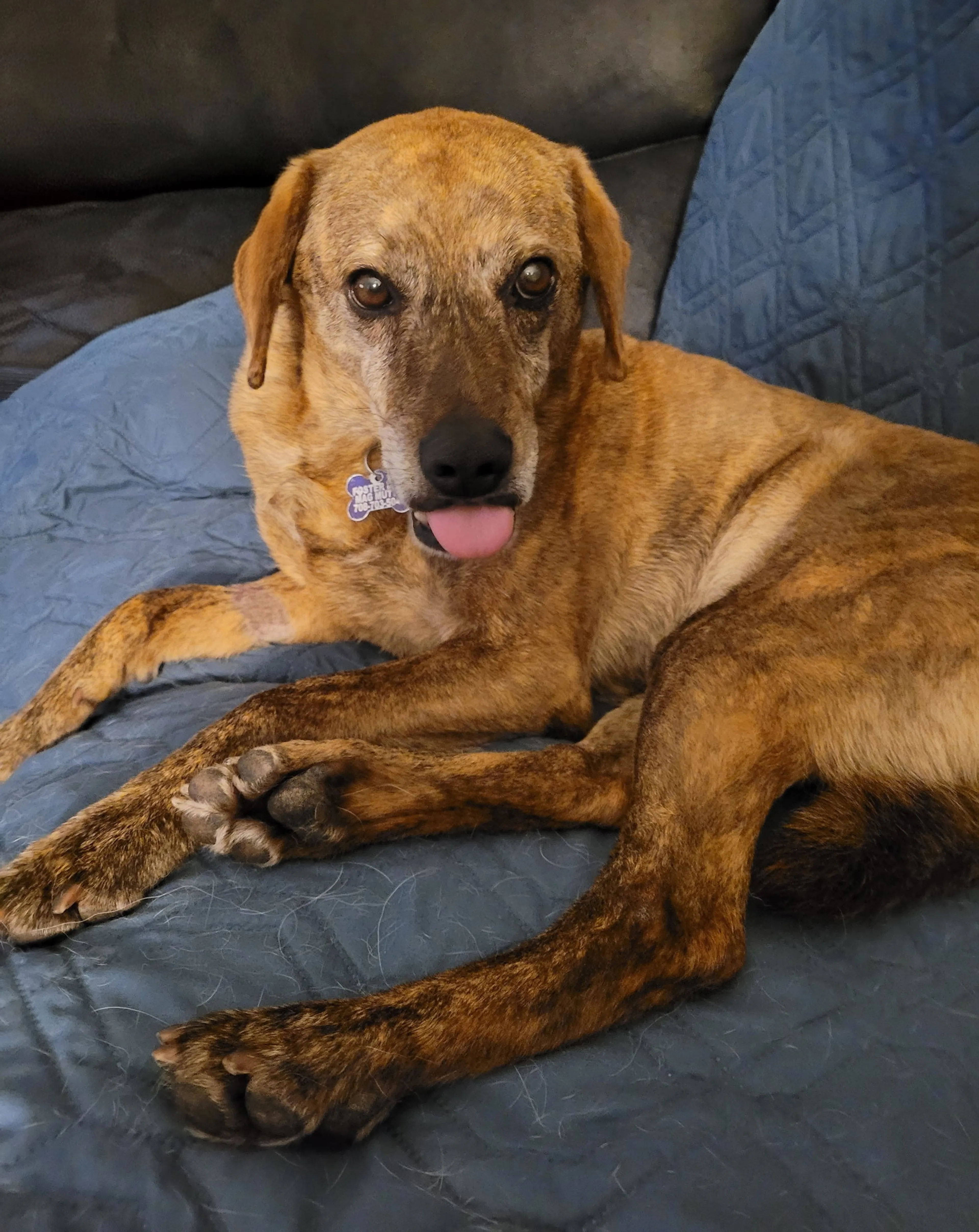 Found pet-2