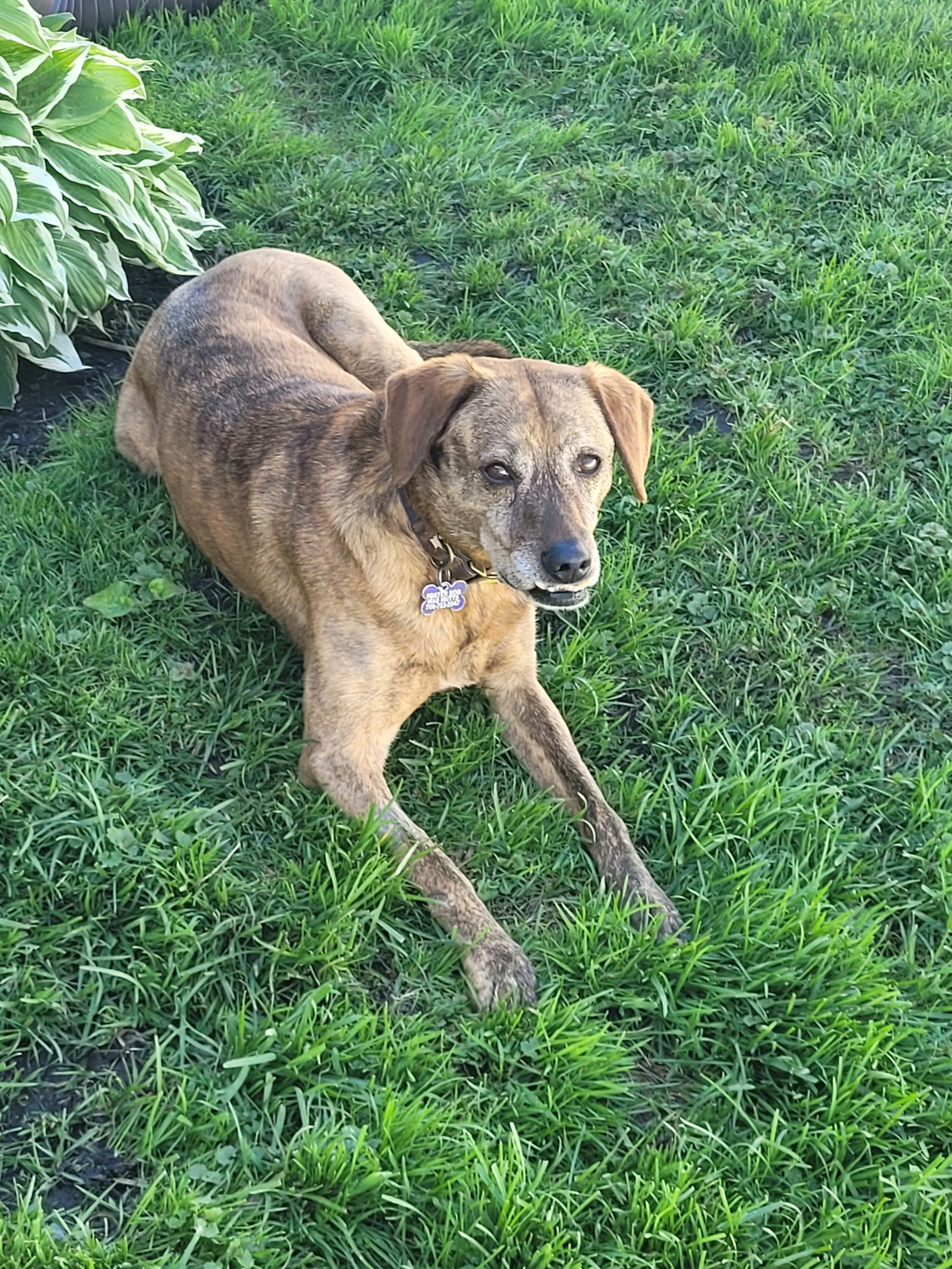 Found pet-3