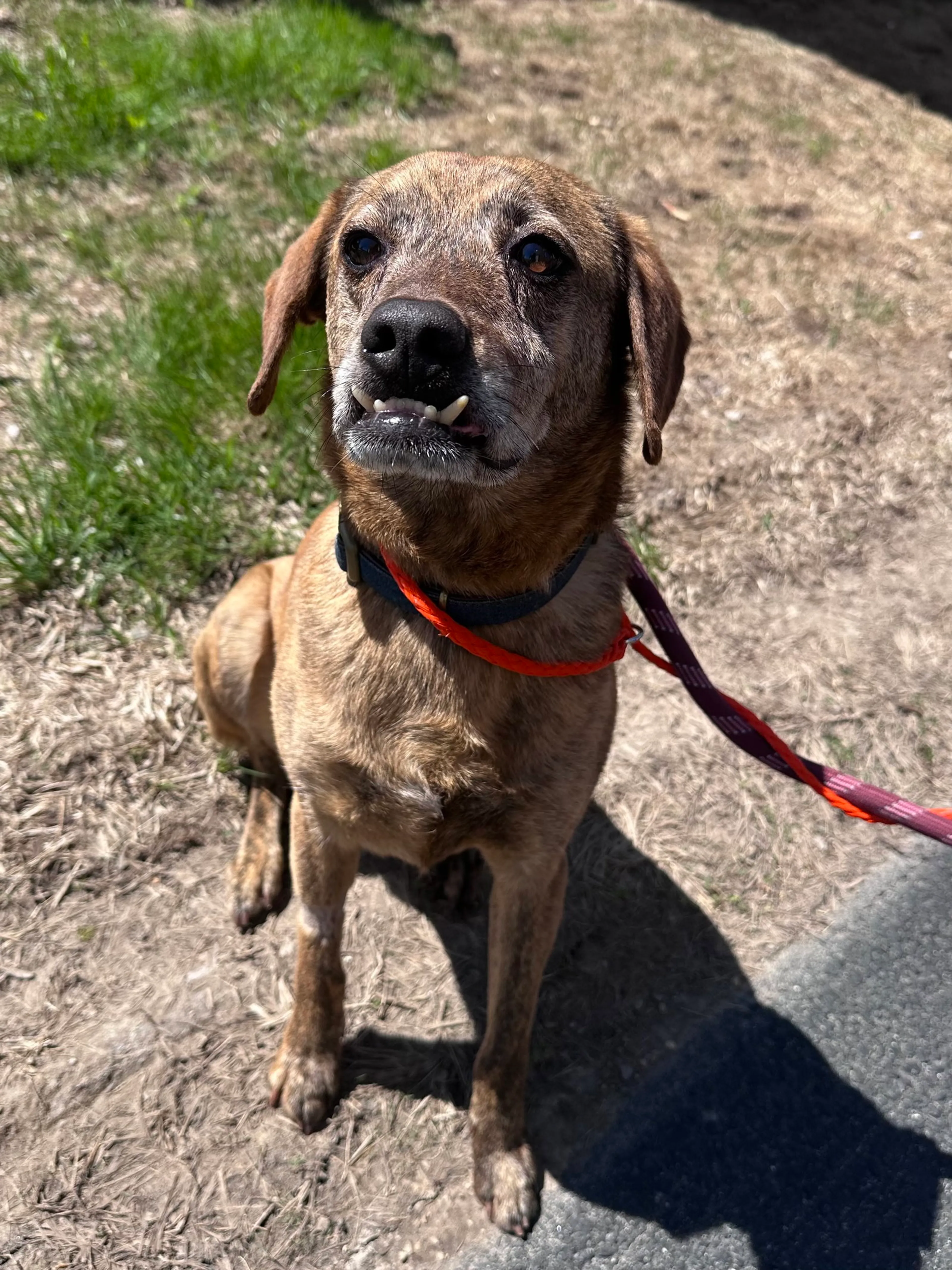 Found pet-4