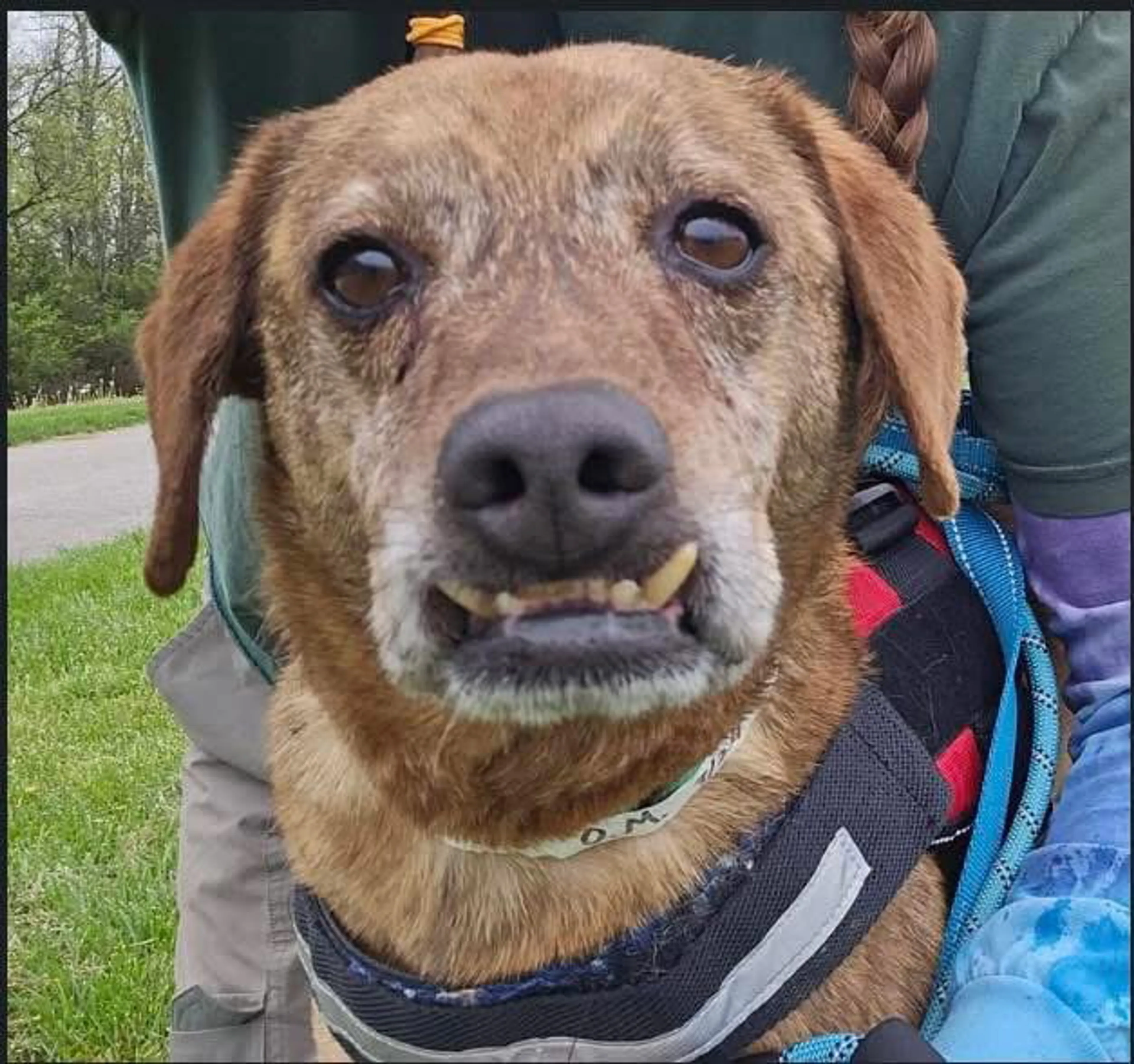 Found pet-6