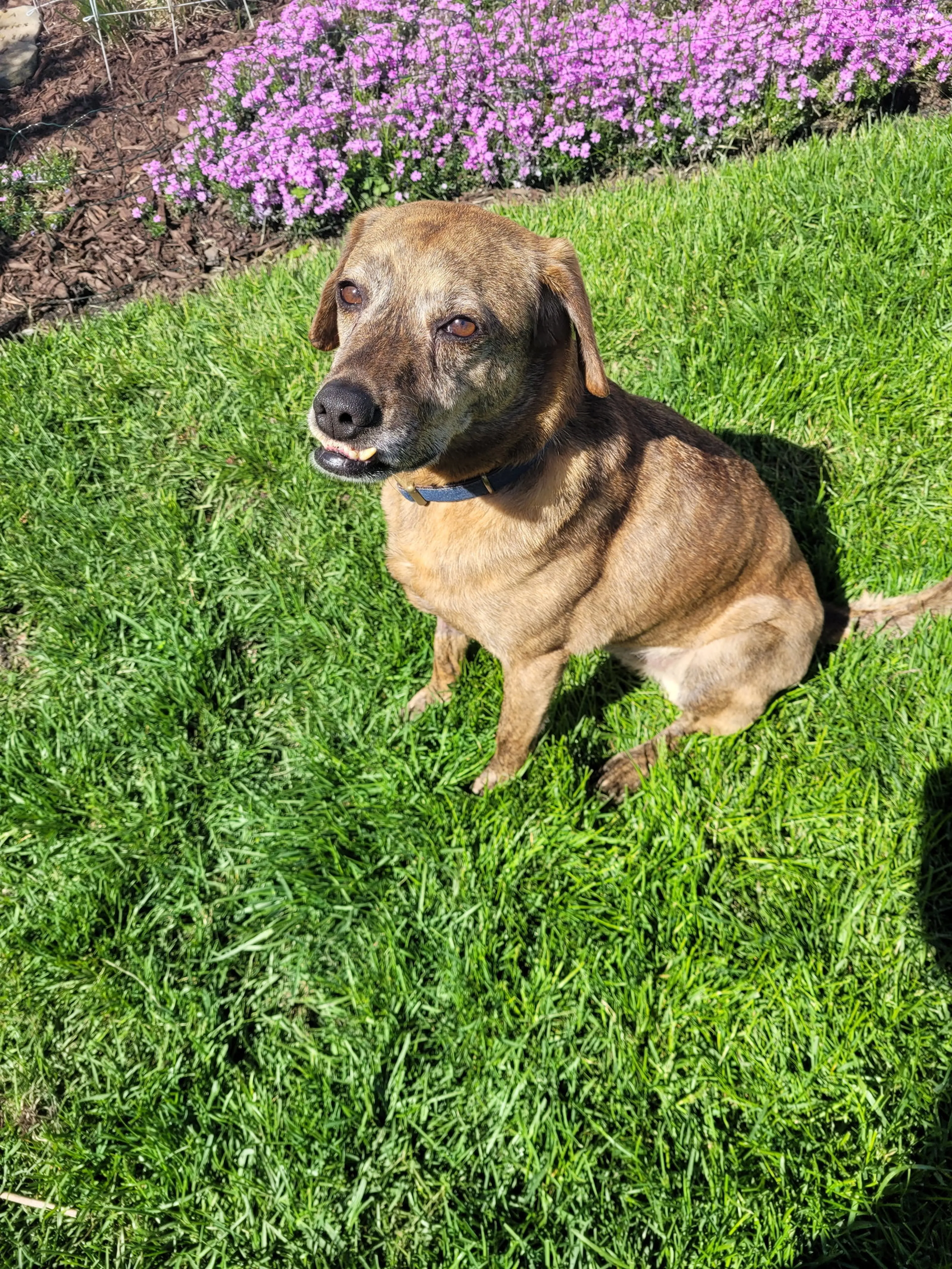 Found pet-1
