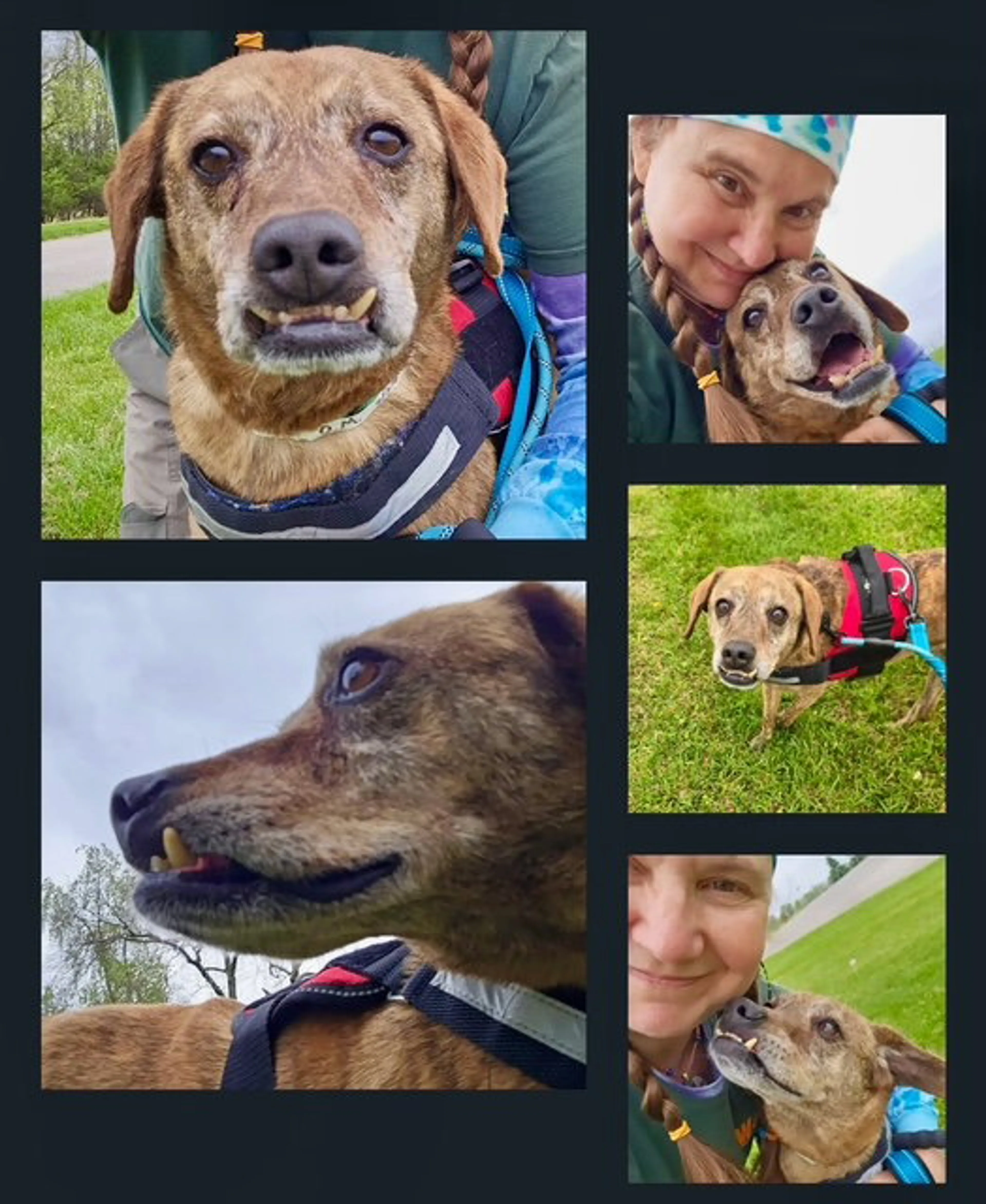 Found pet-7