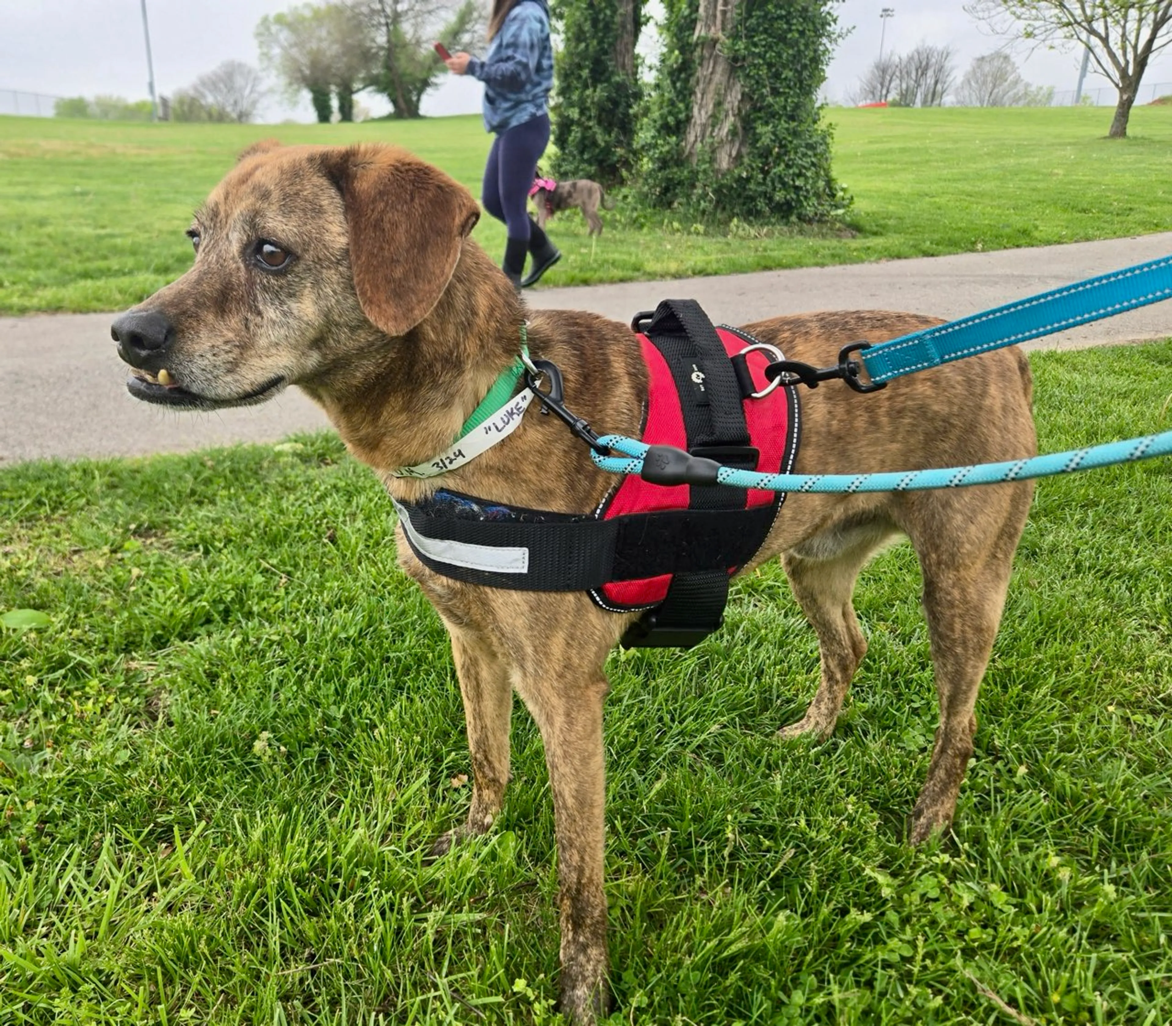 Found pet-5