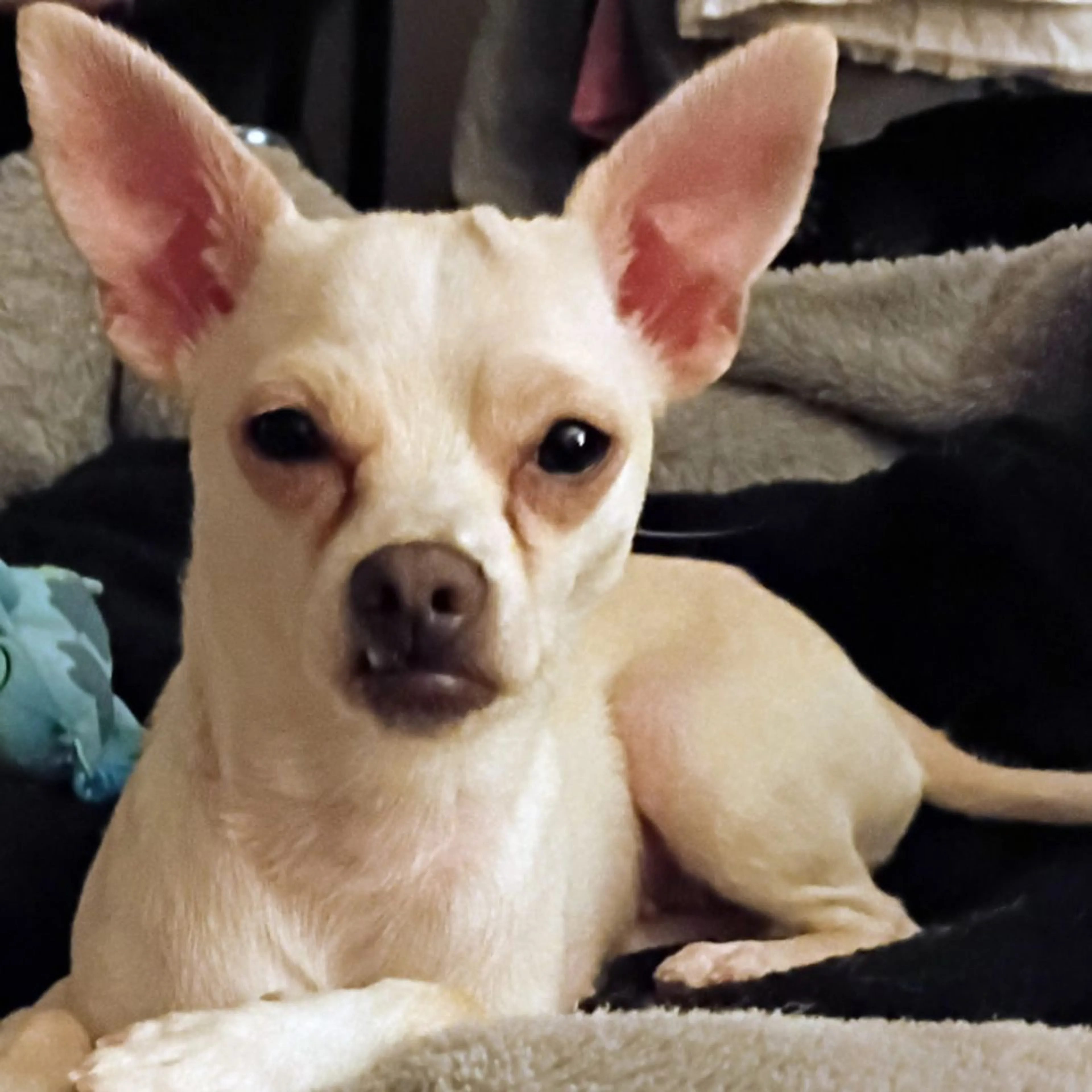 Lost pet