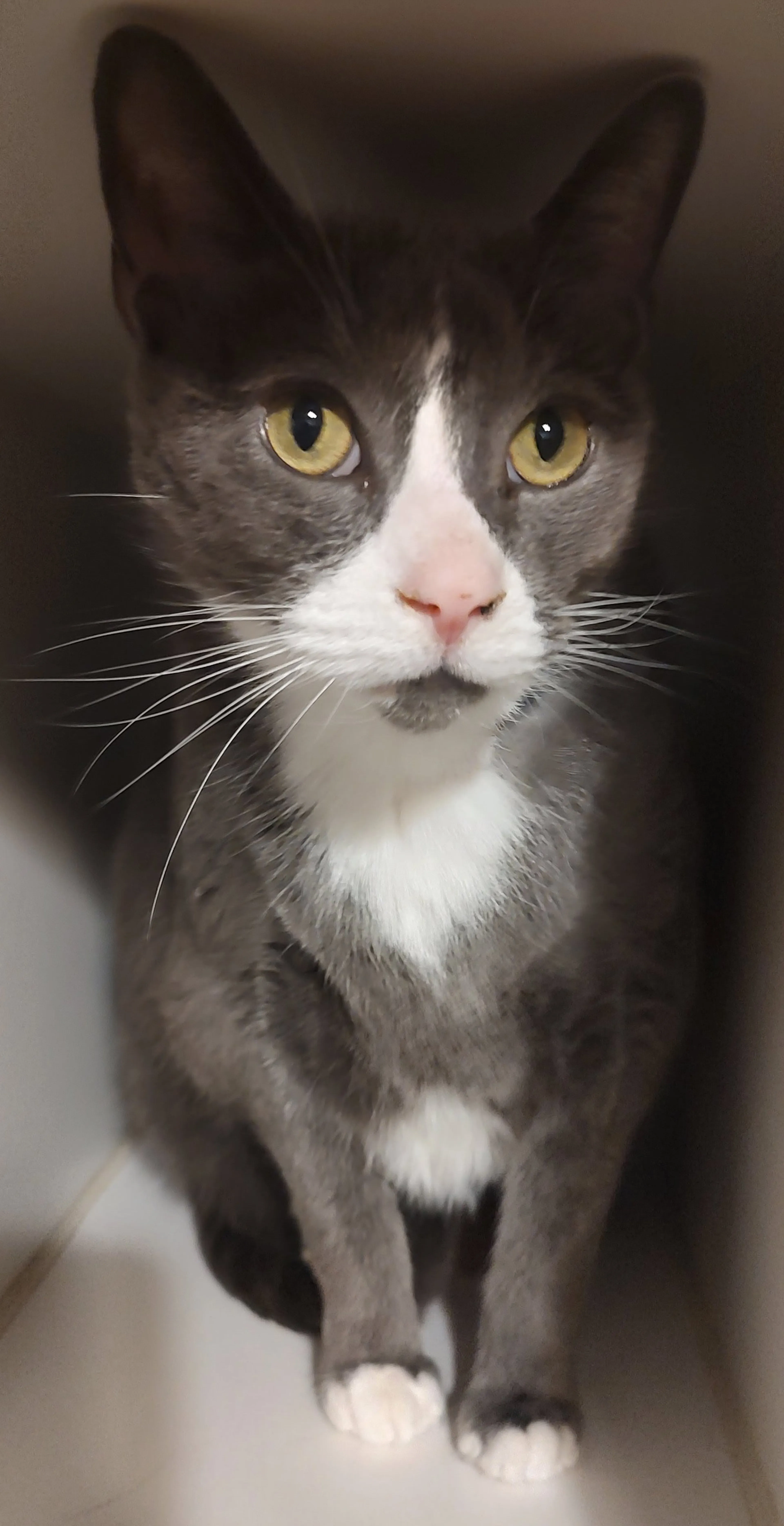 Found pet-1
