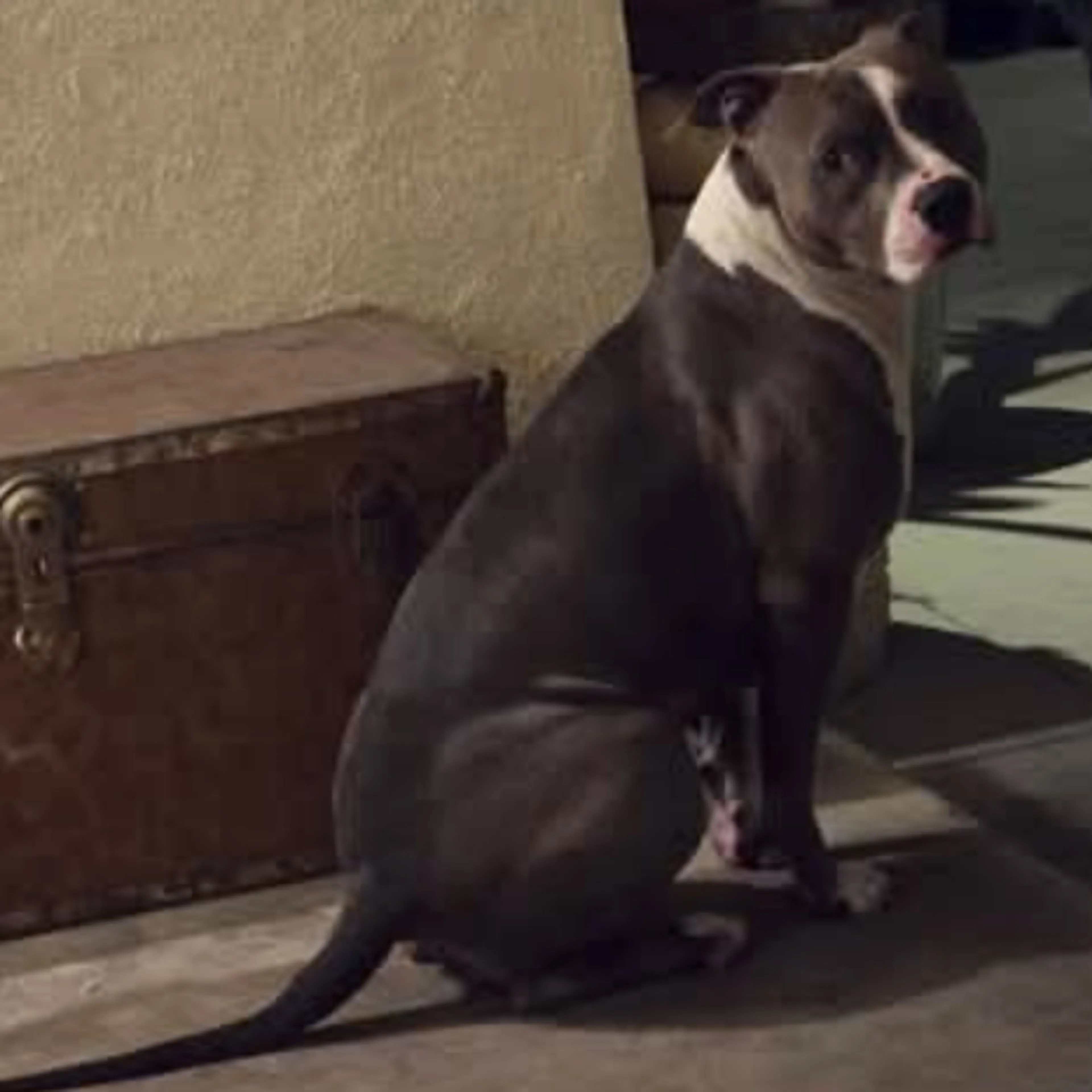 Lost pet-1