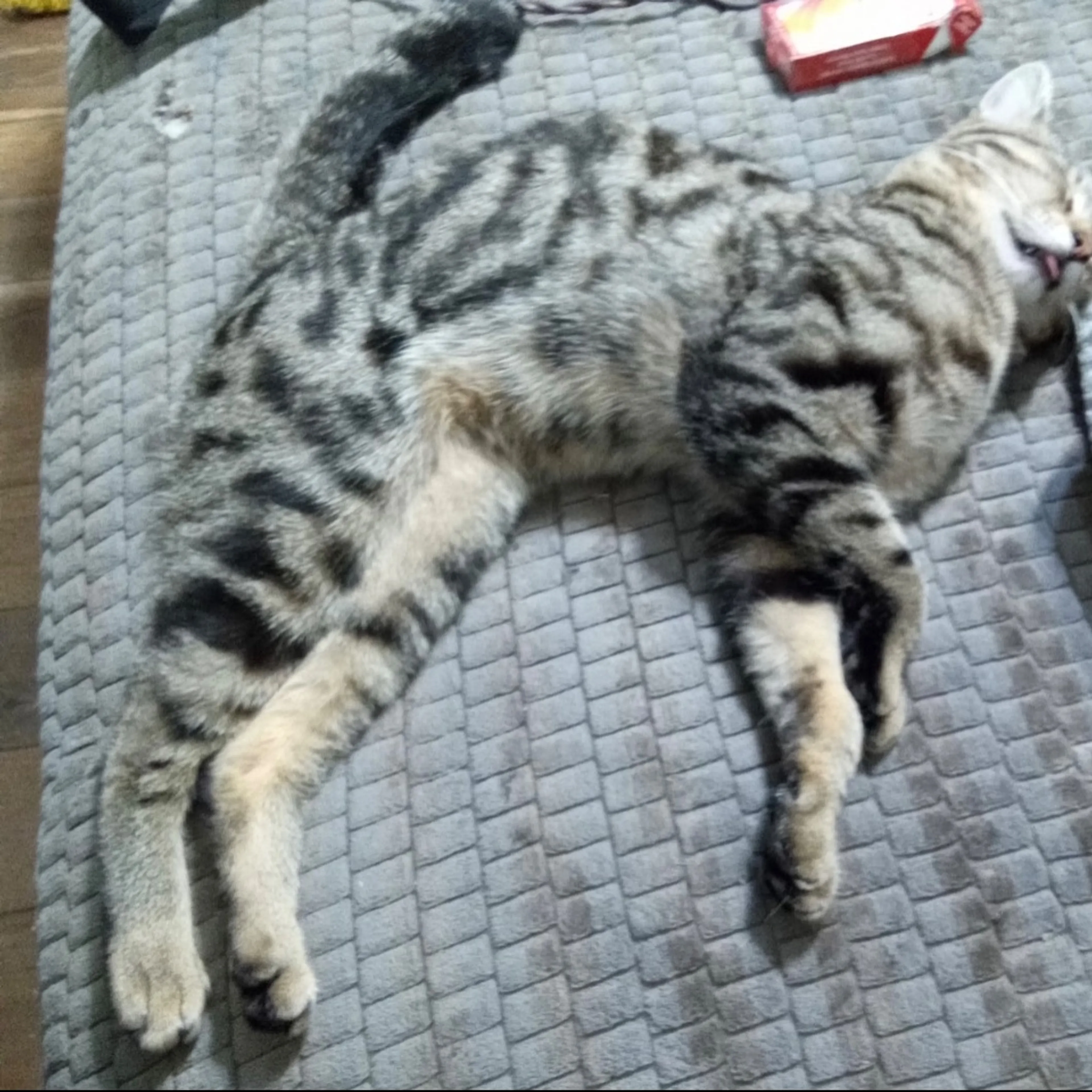 Lost pet