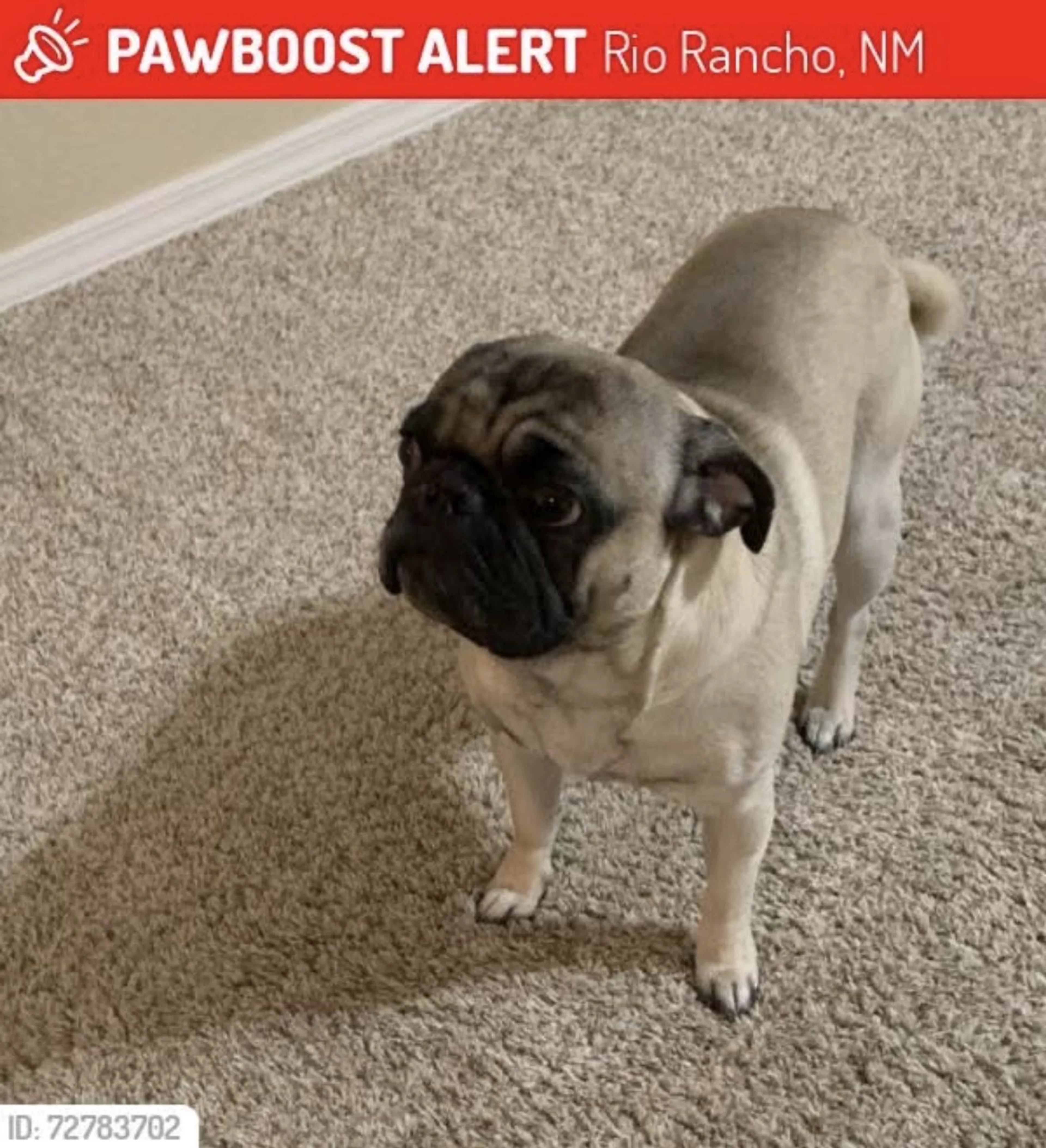 Lost pet