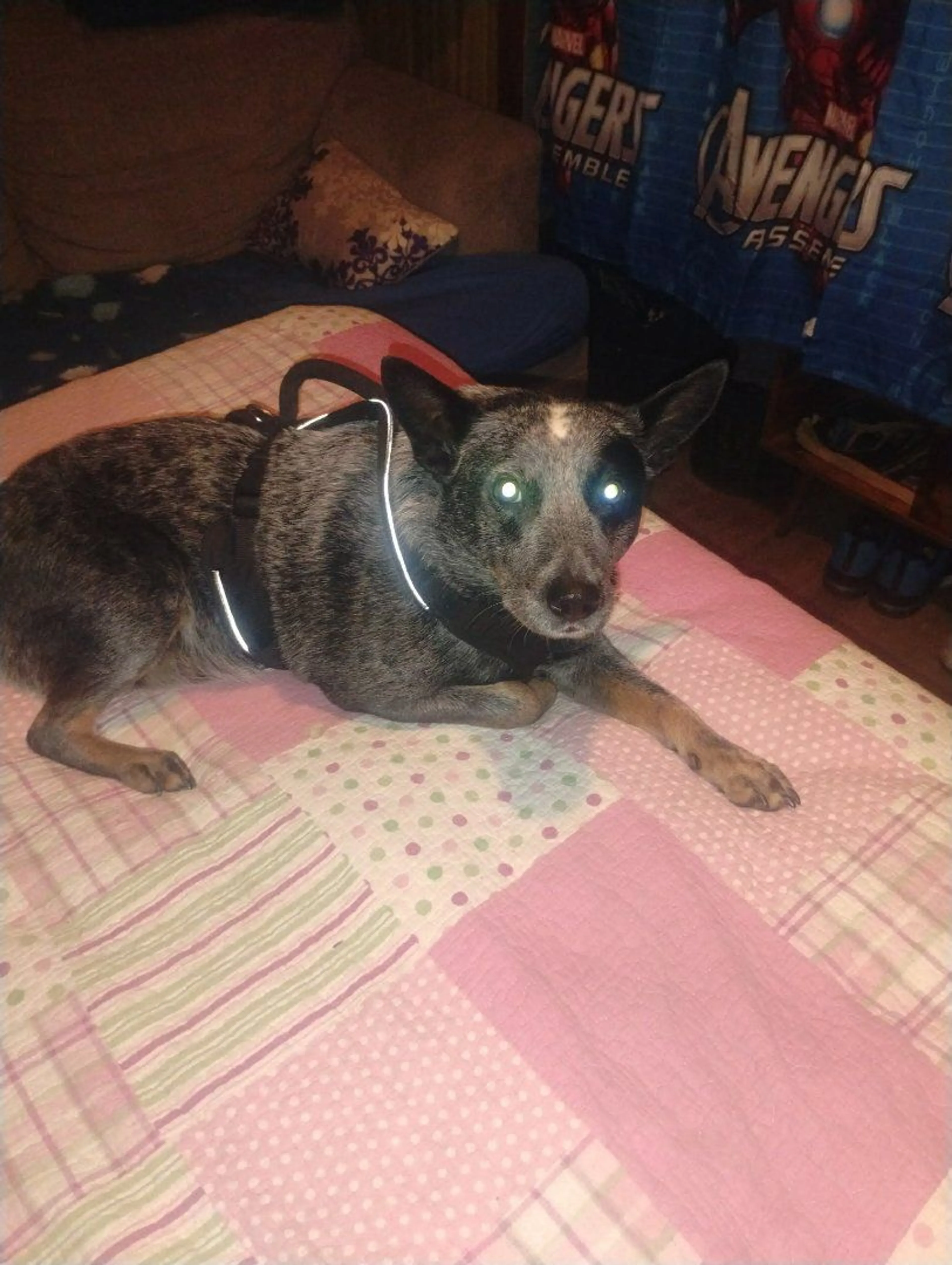 Lost pet
