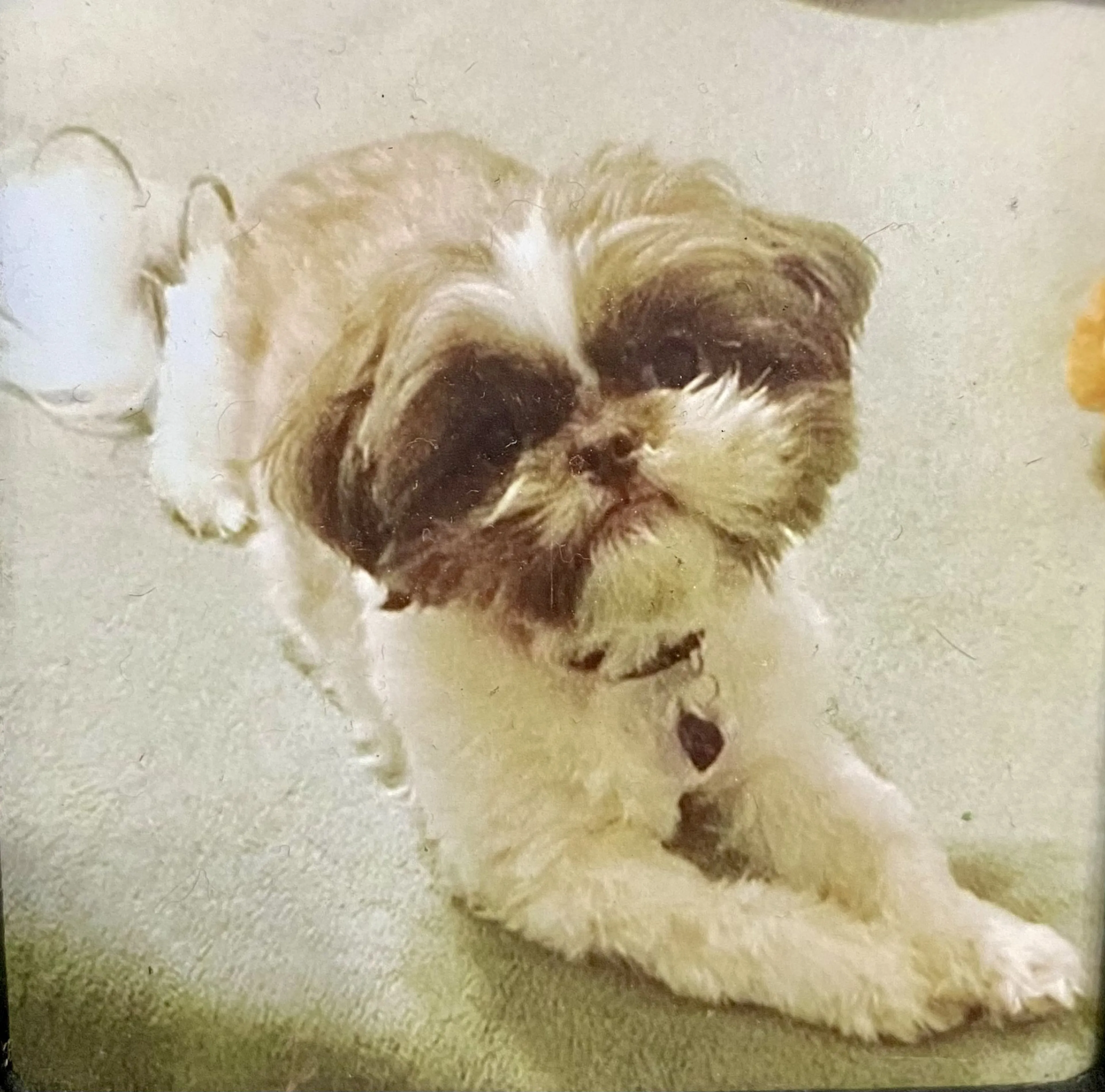 Lost pet-0