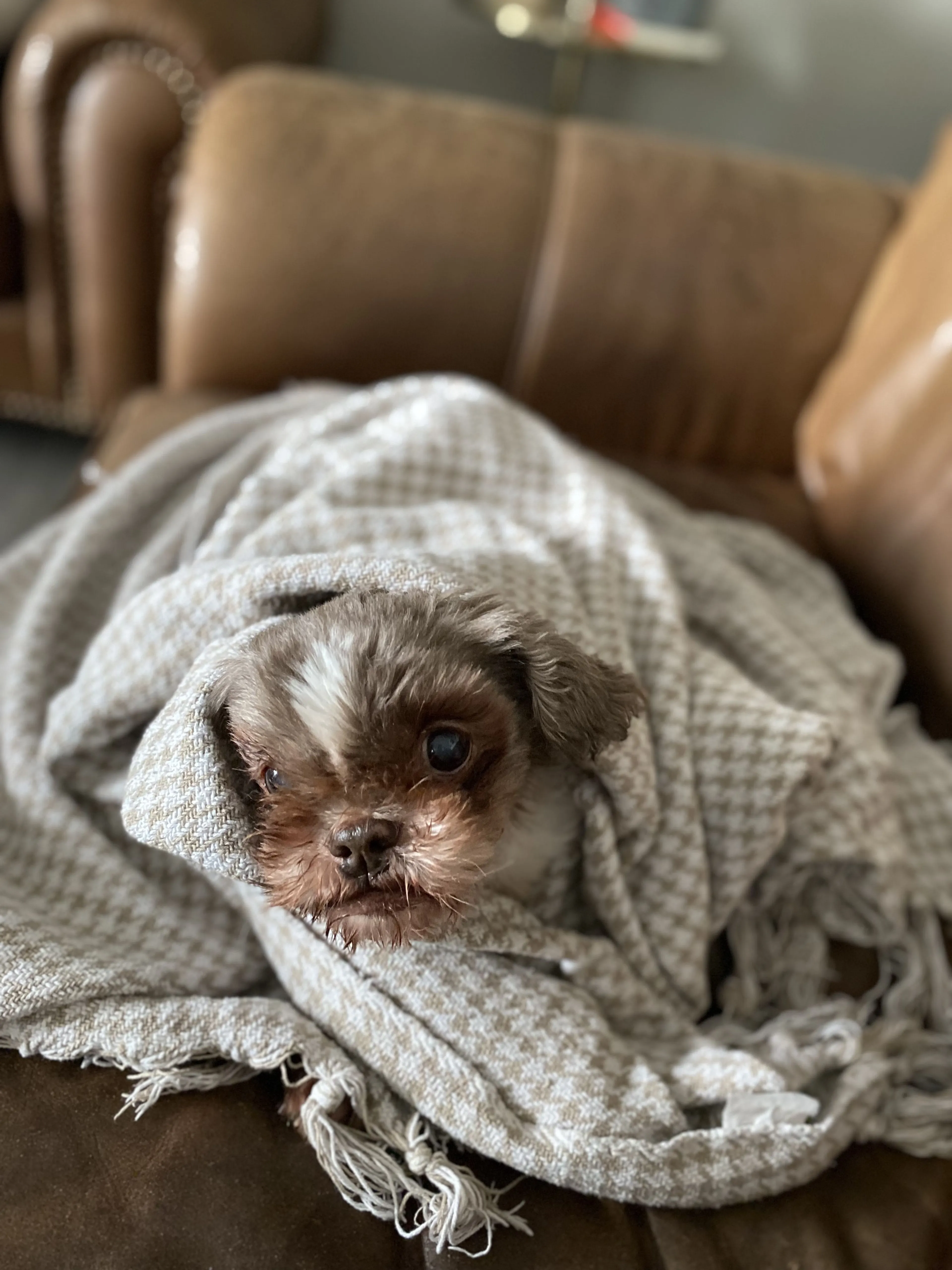 Lost pet-2