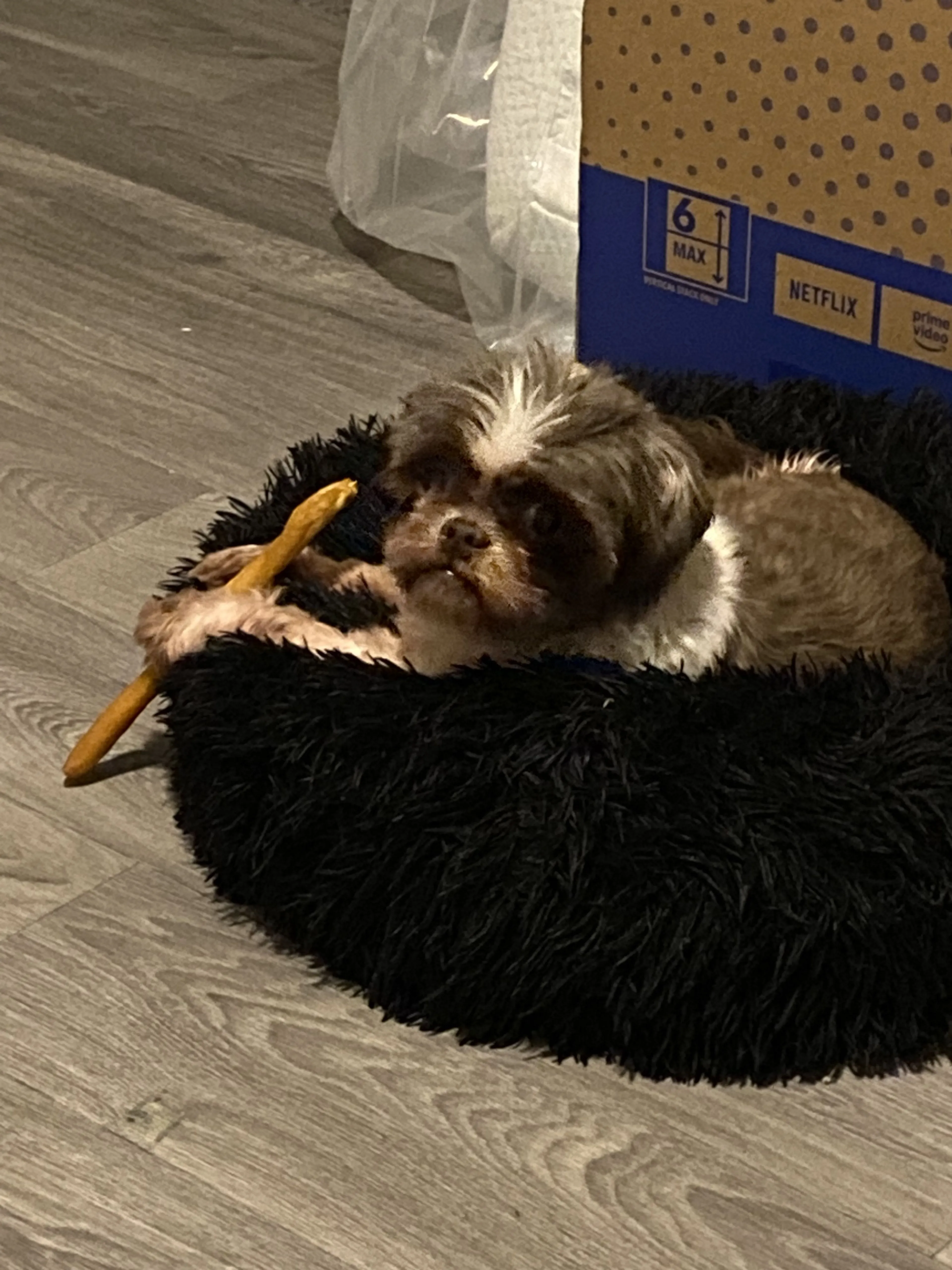 Lost pet-1