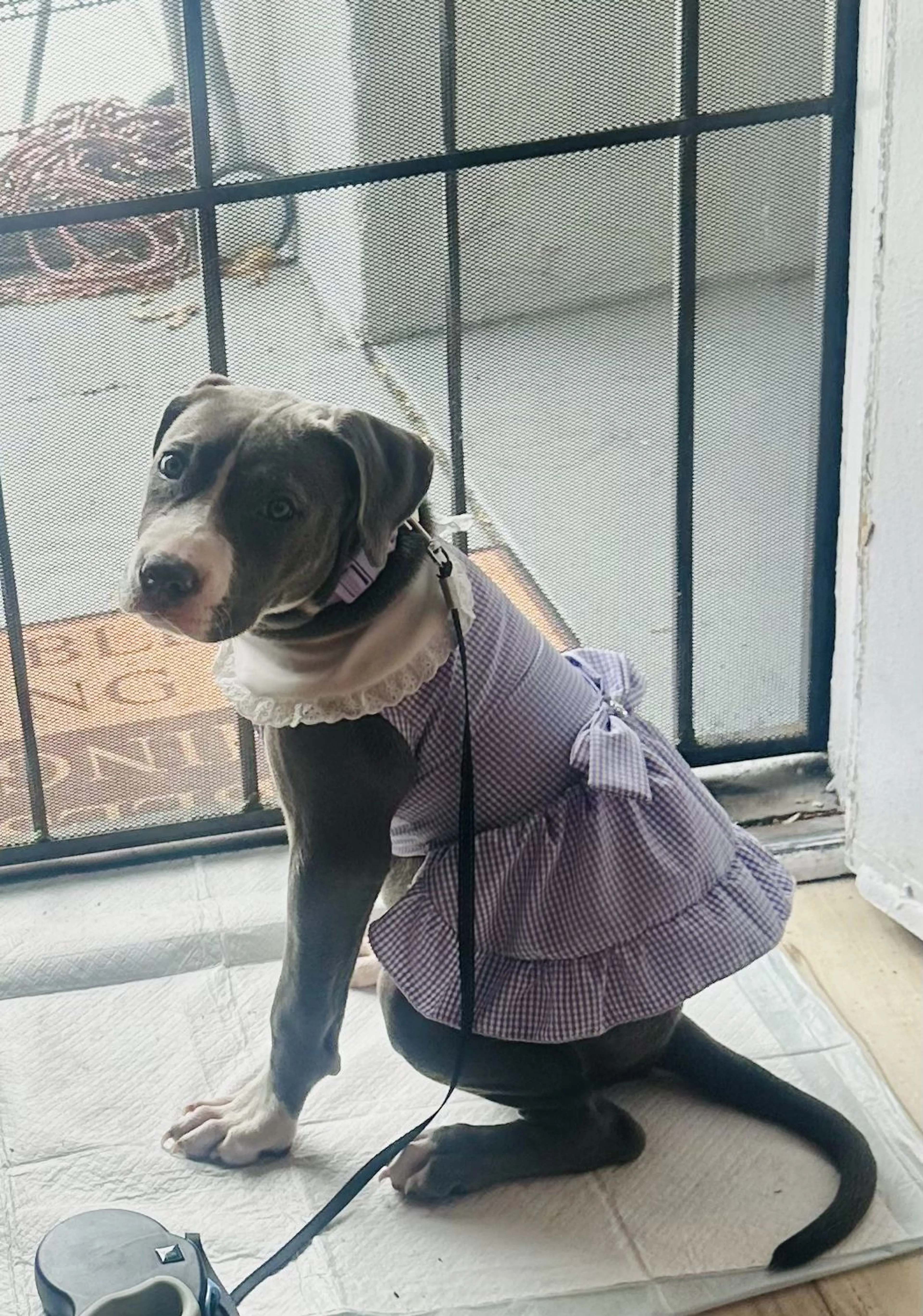 Lost pet