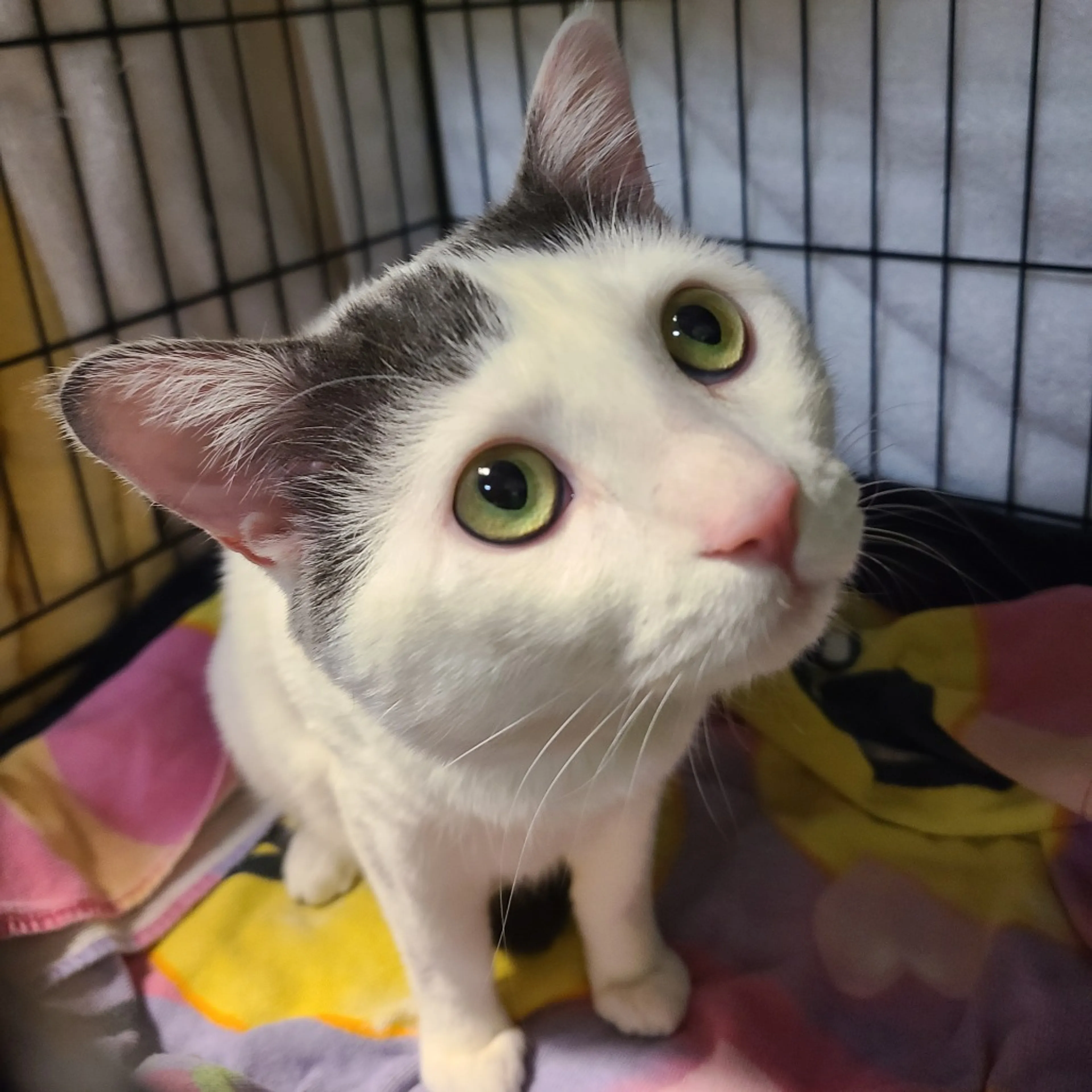 Found pet