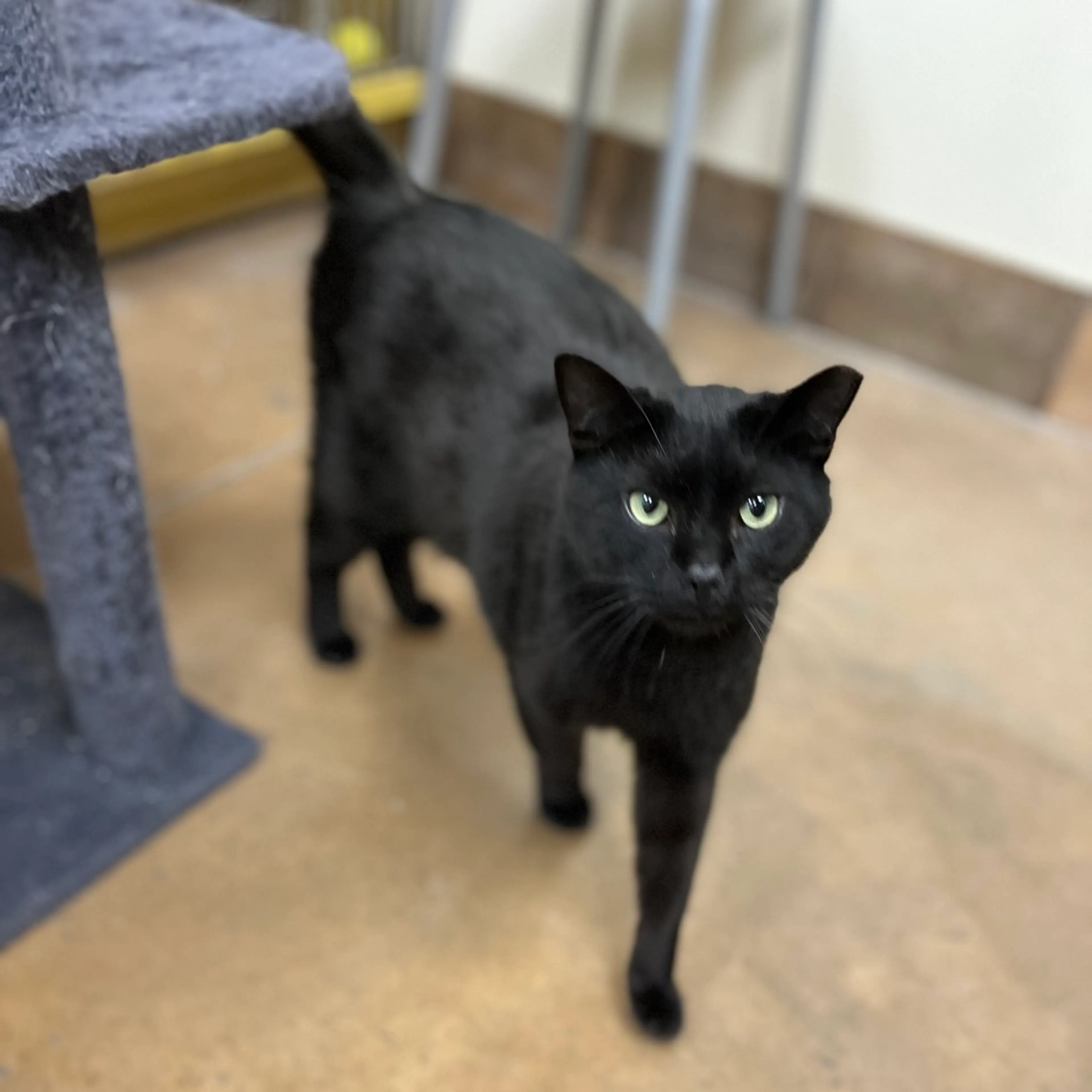 Found pet-10