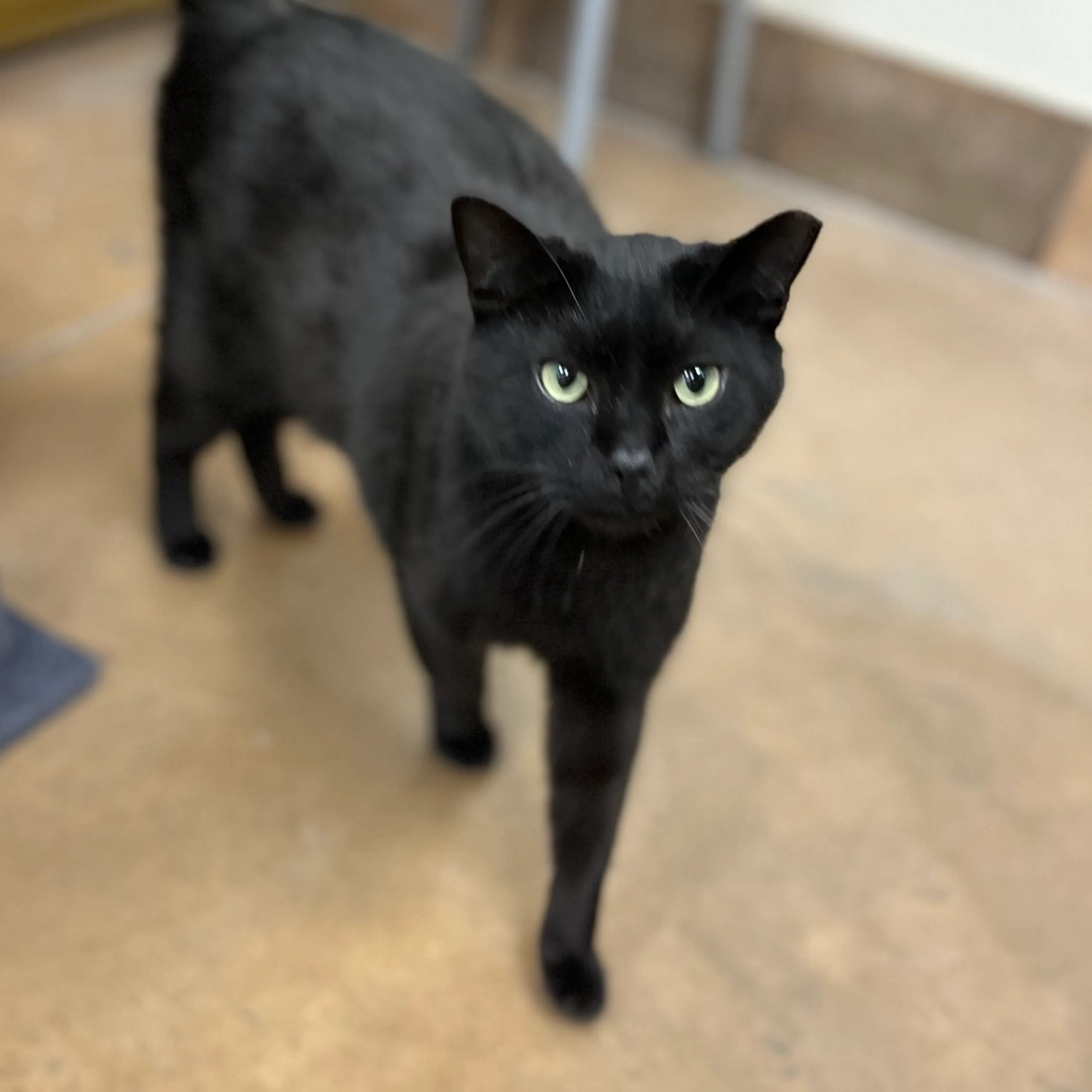 Found pet-7