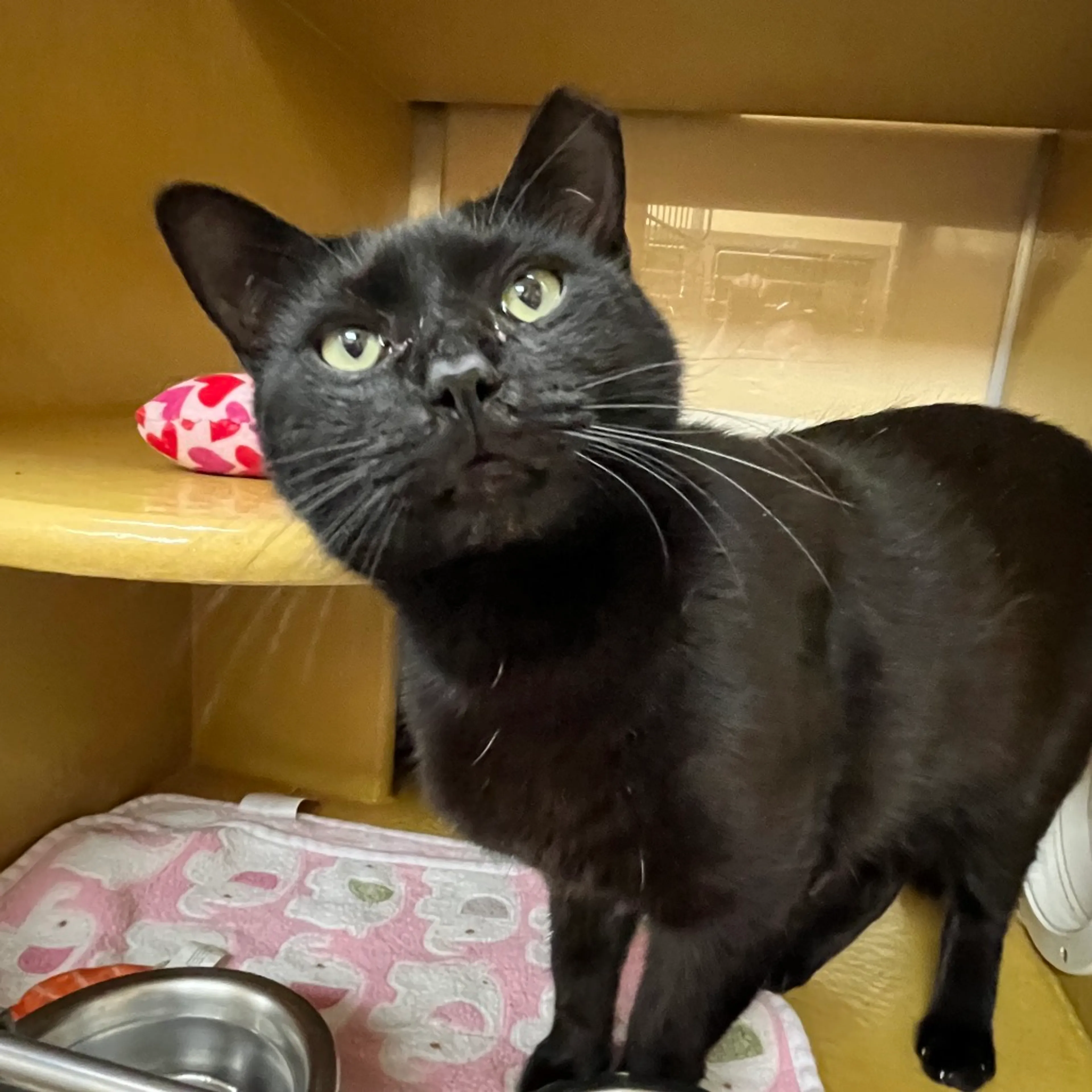 Found pet-6