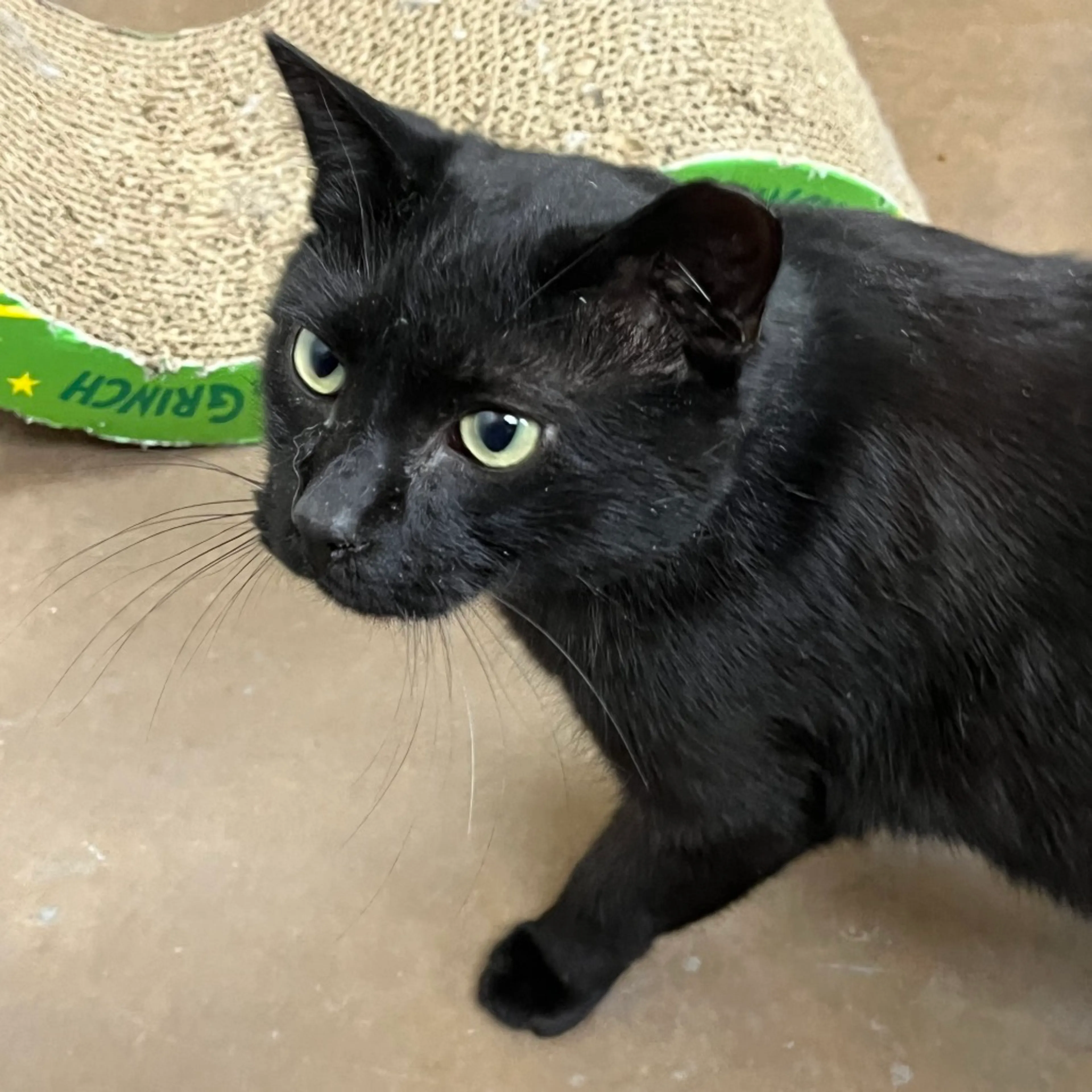 Found pet-9