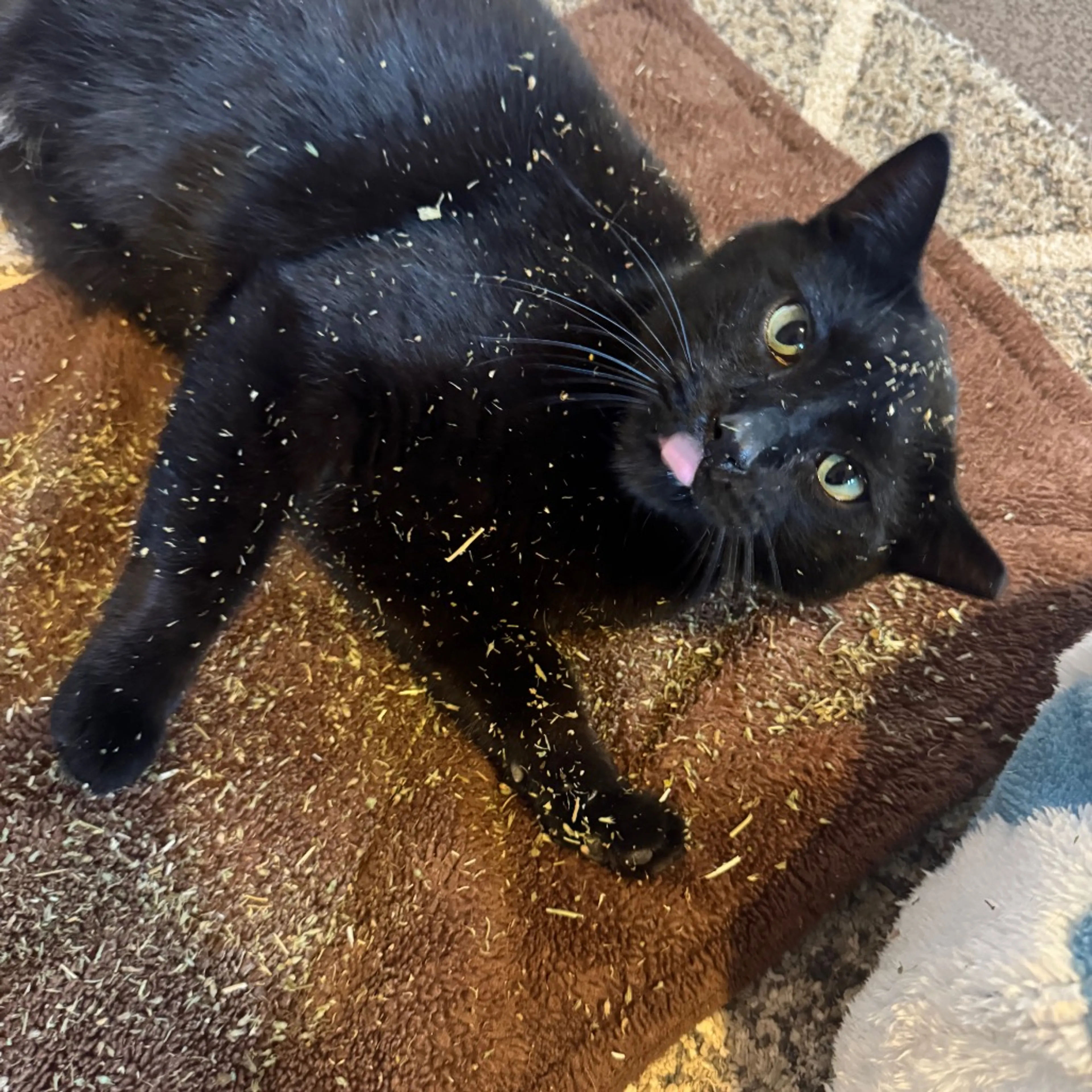 Found pet-4