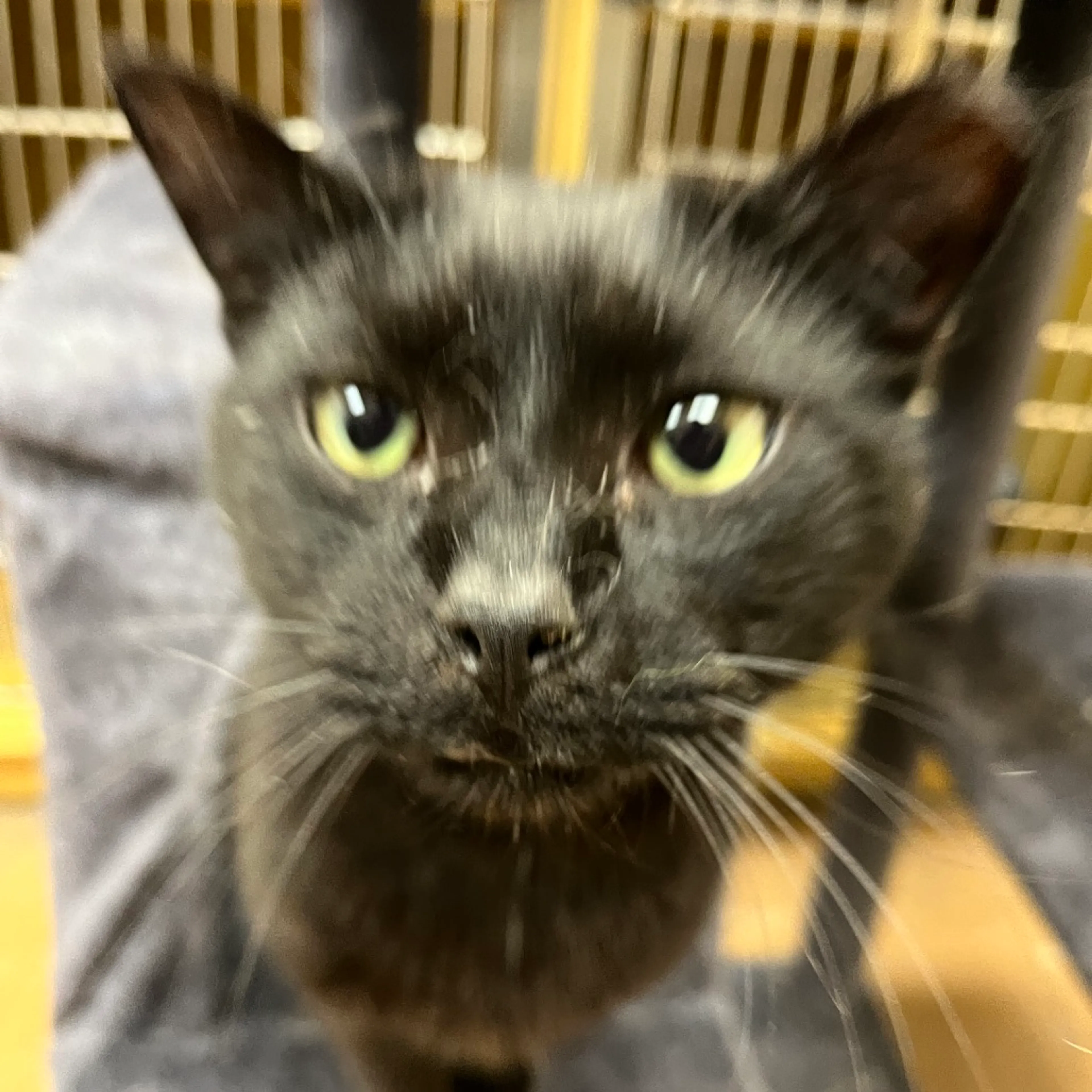 Found pet-12