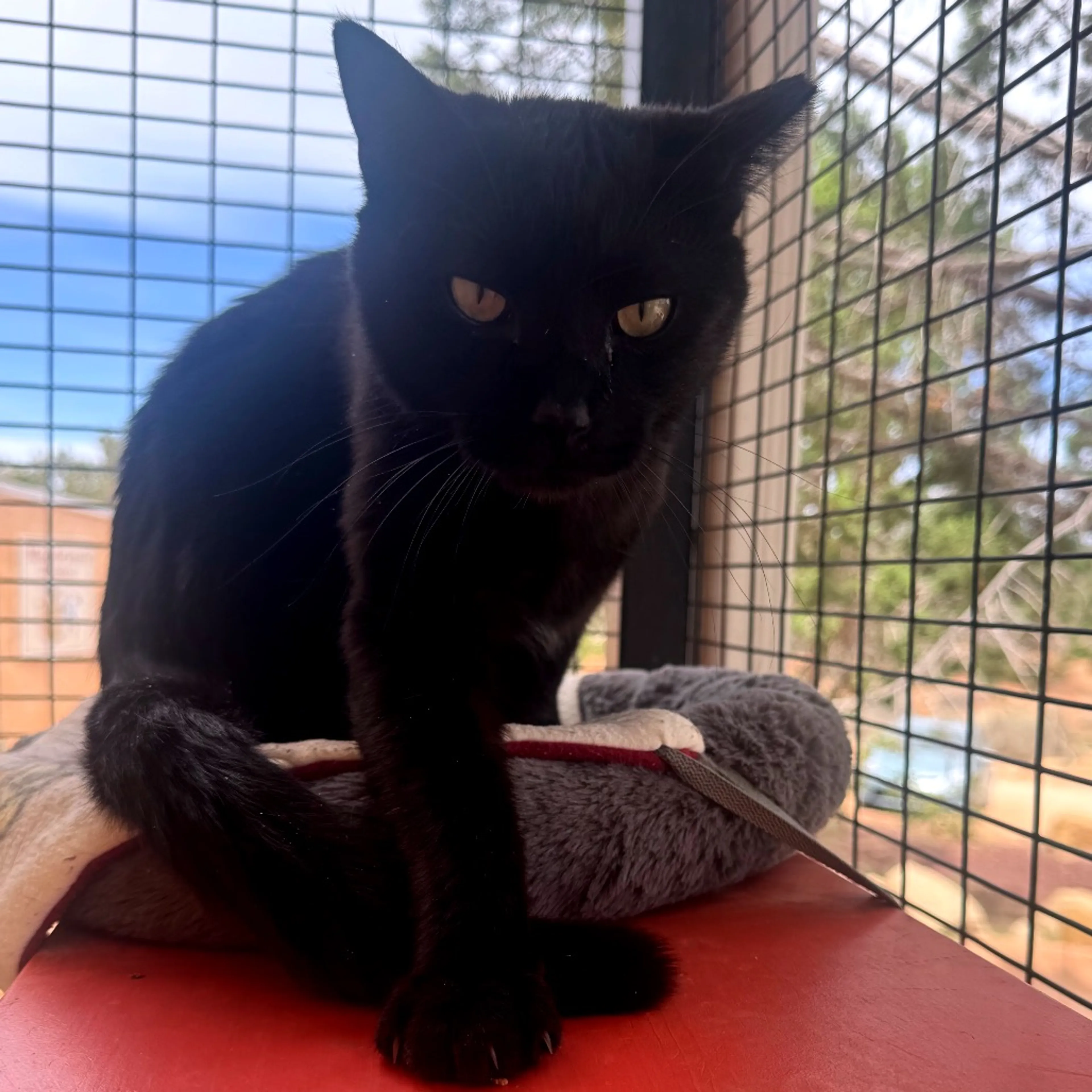 Found pet-2