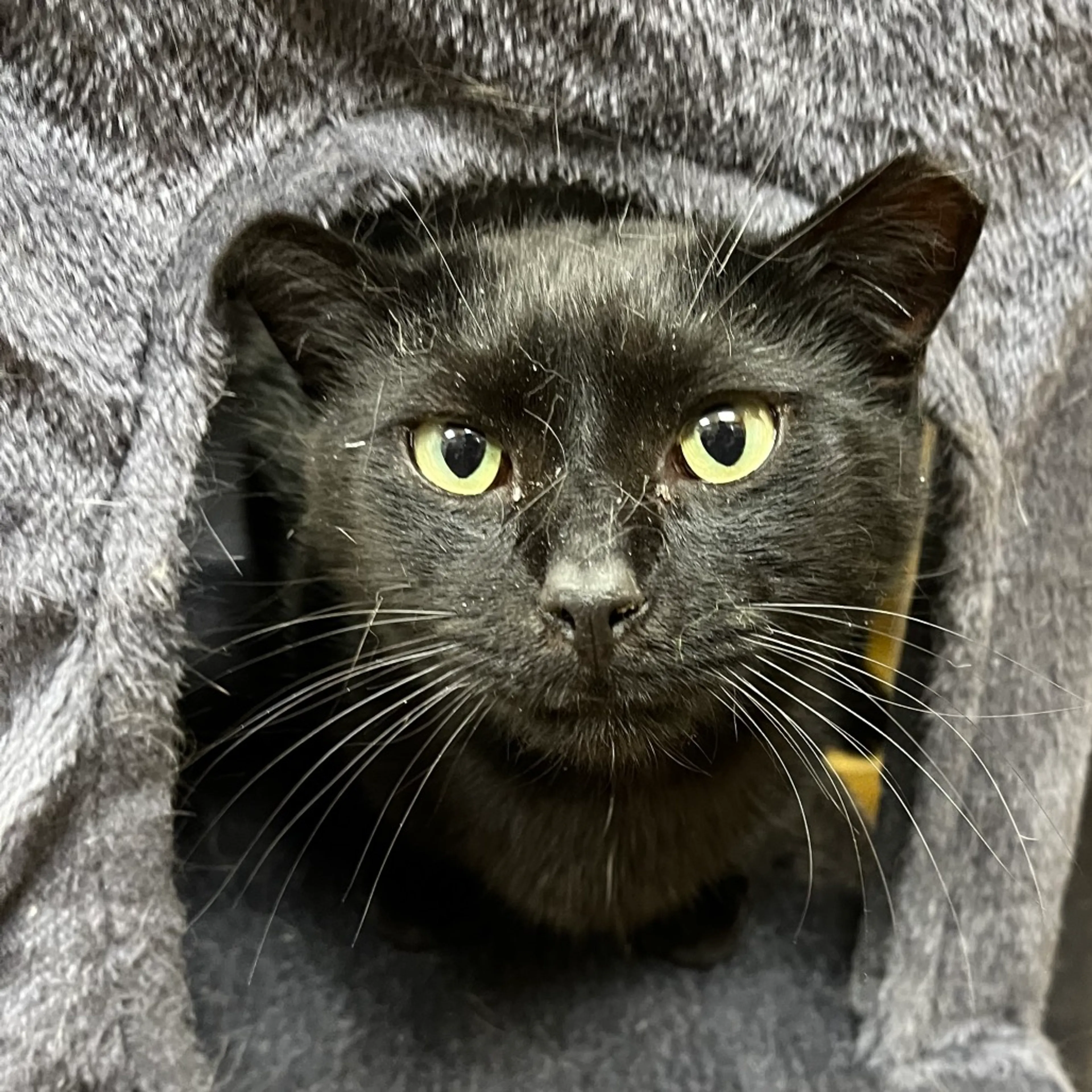 Found pet-11