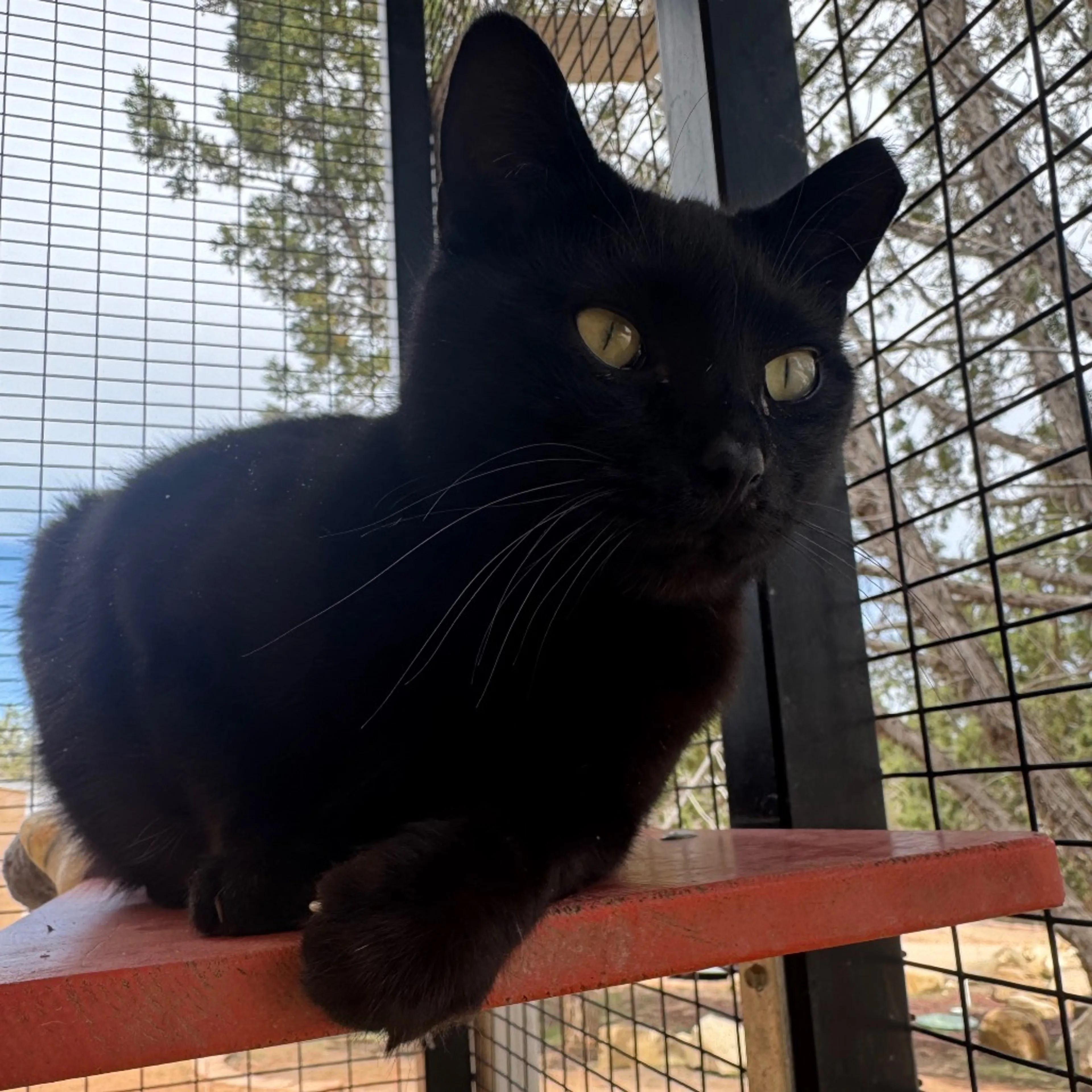 Found pet-1