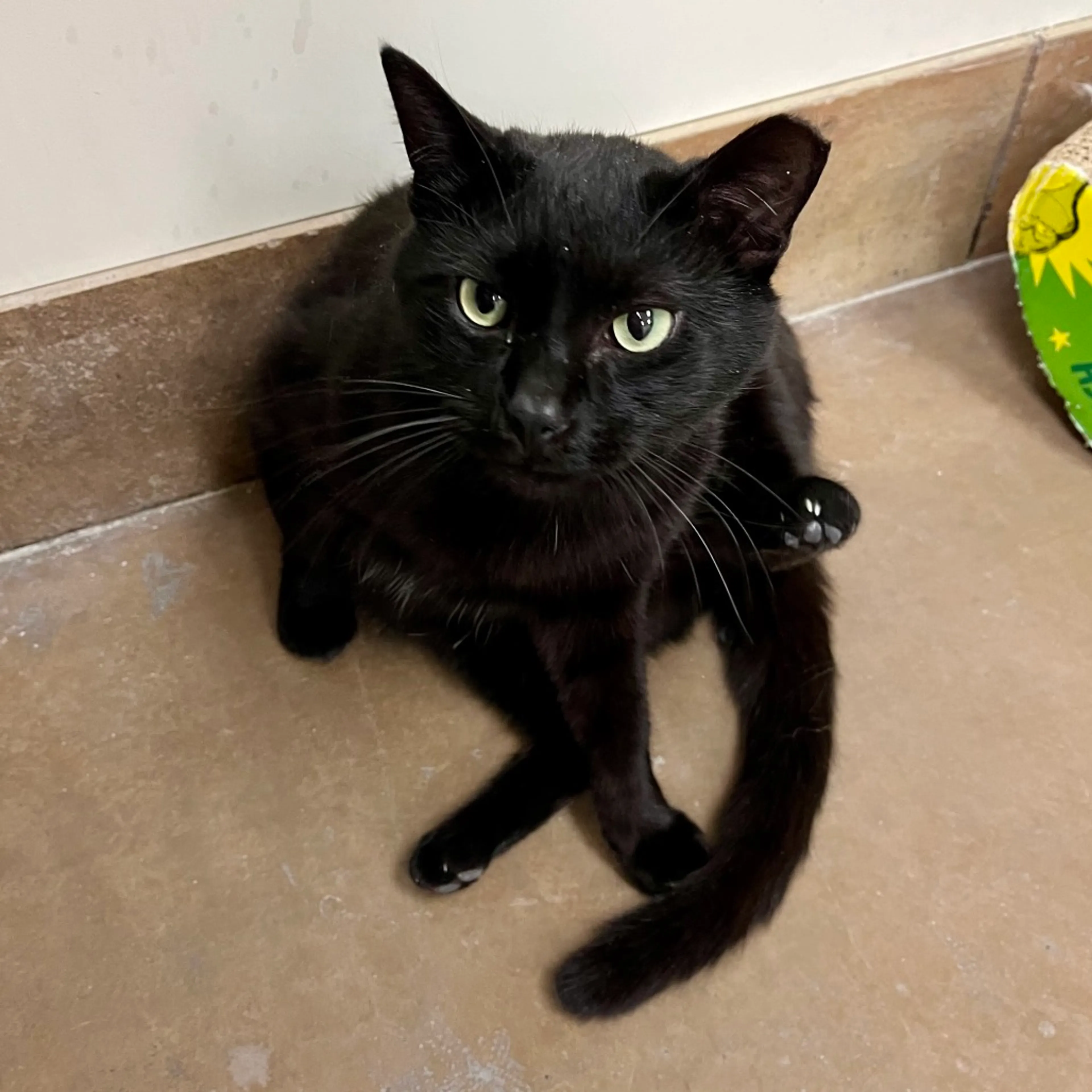 Found pet-8