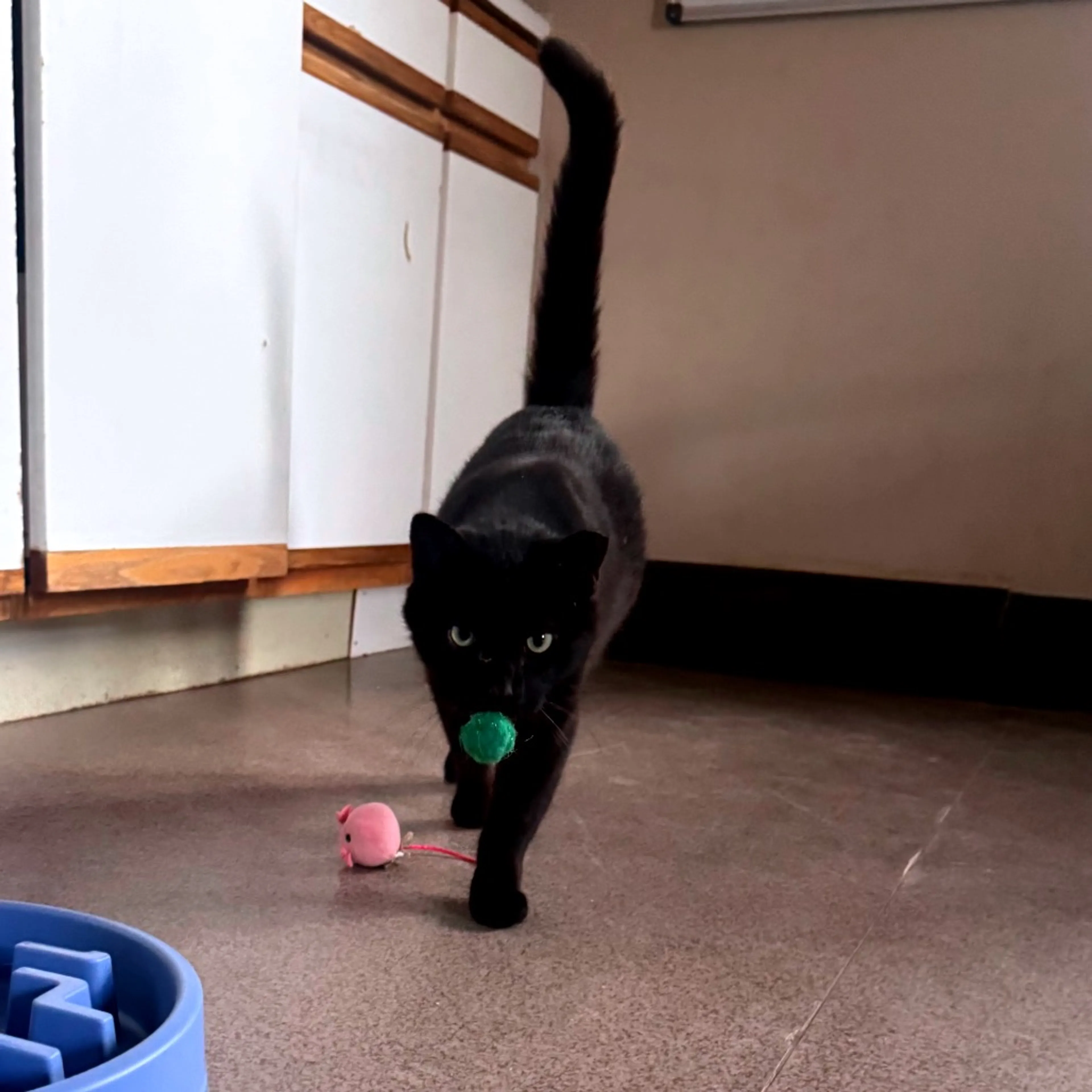Found pet-5