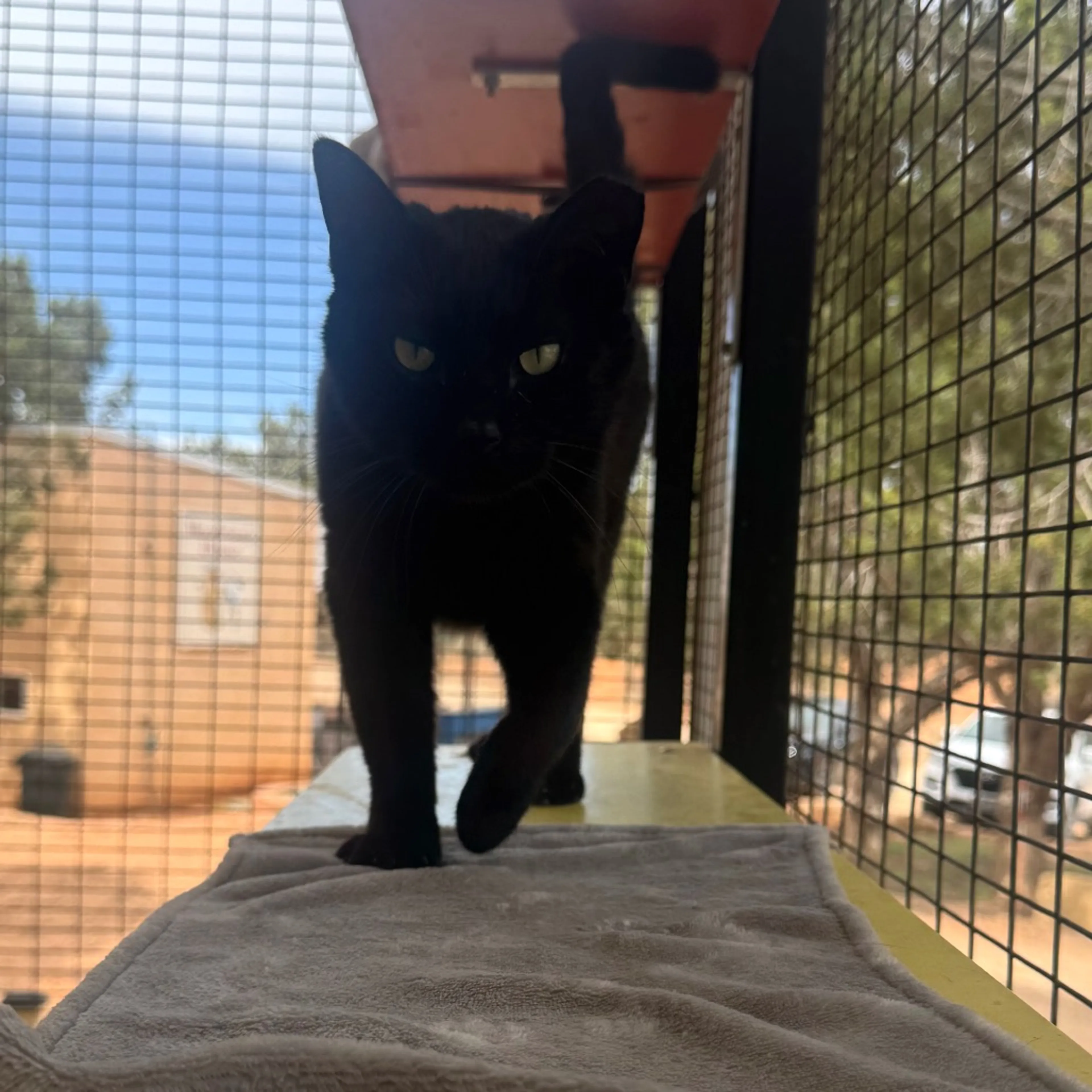 Found pet-3