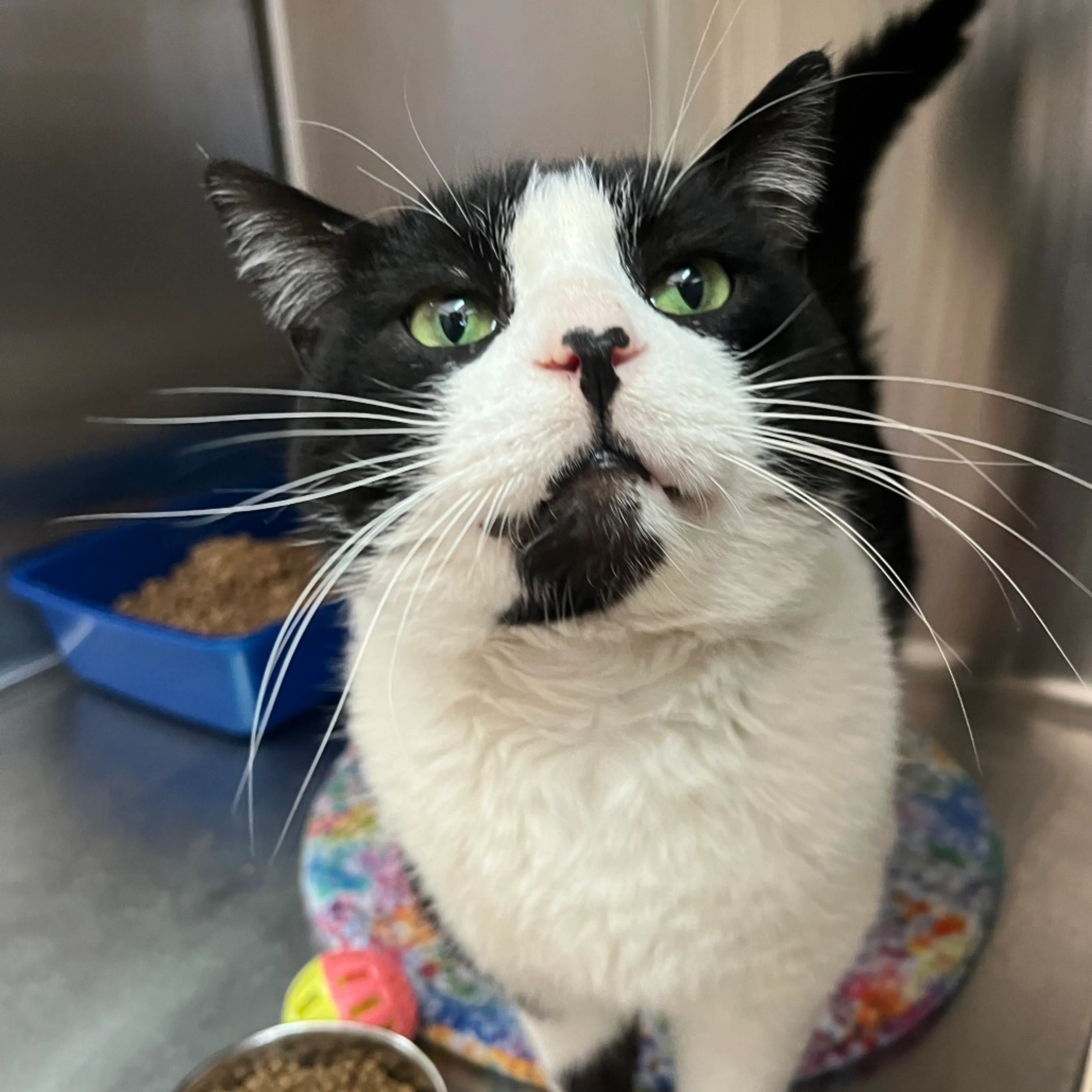Found pet