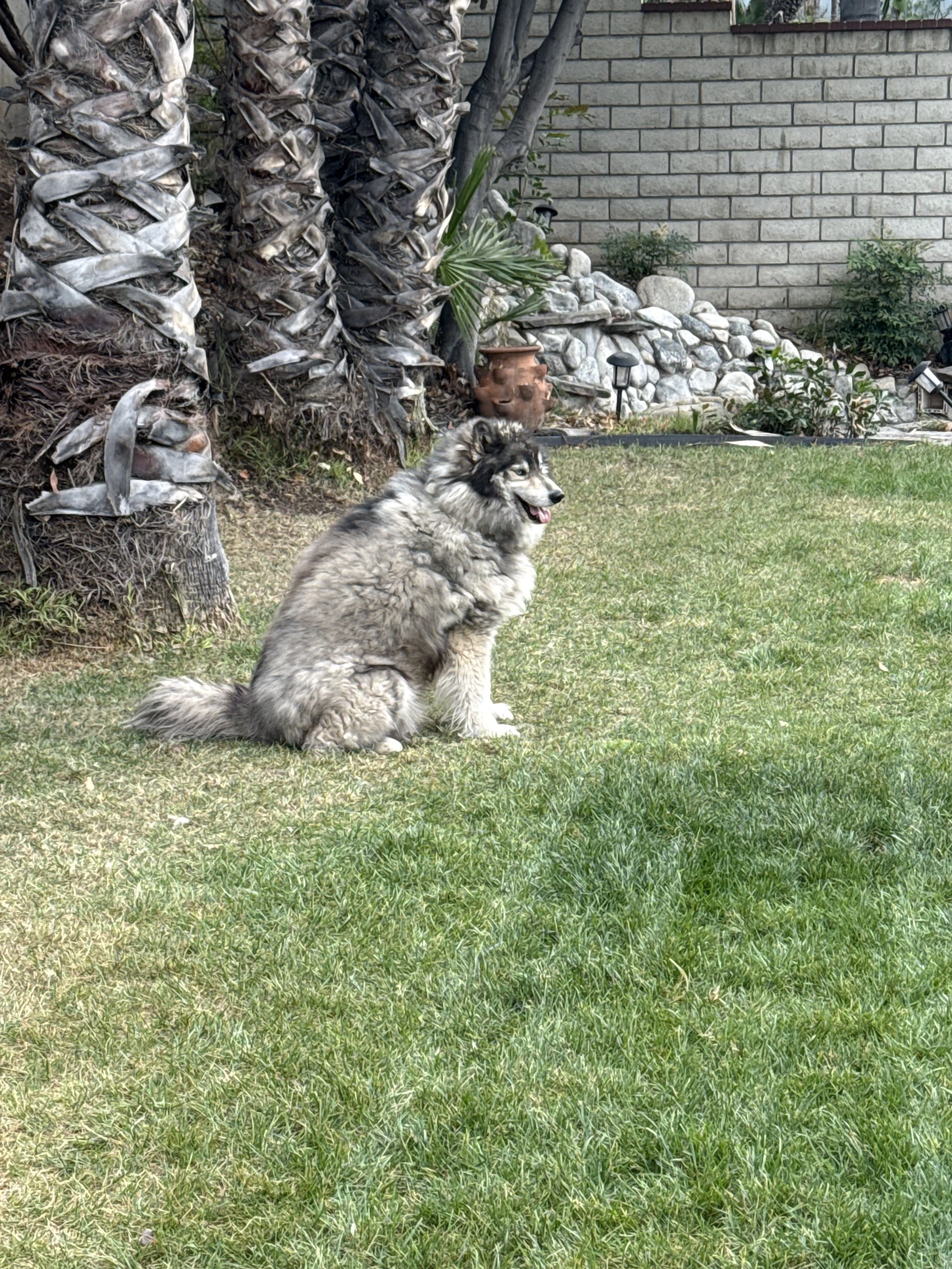 Lost pet
