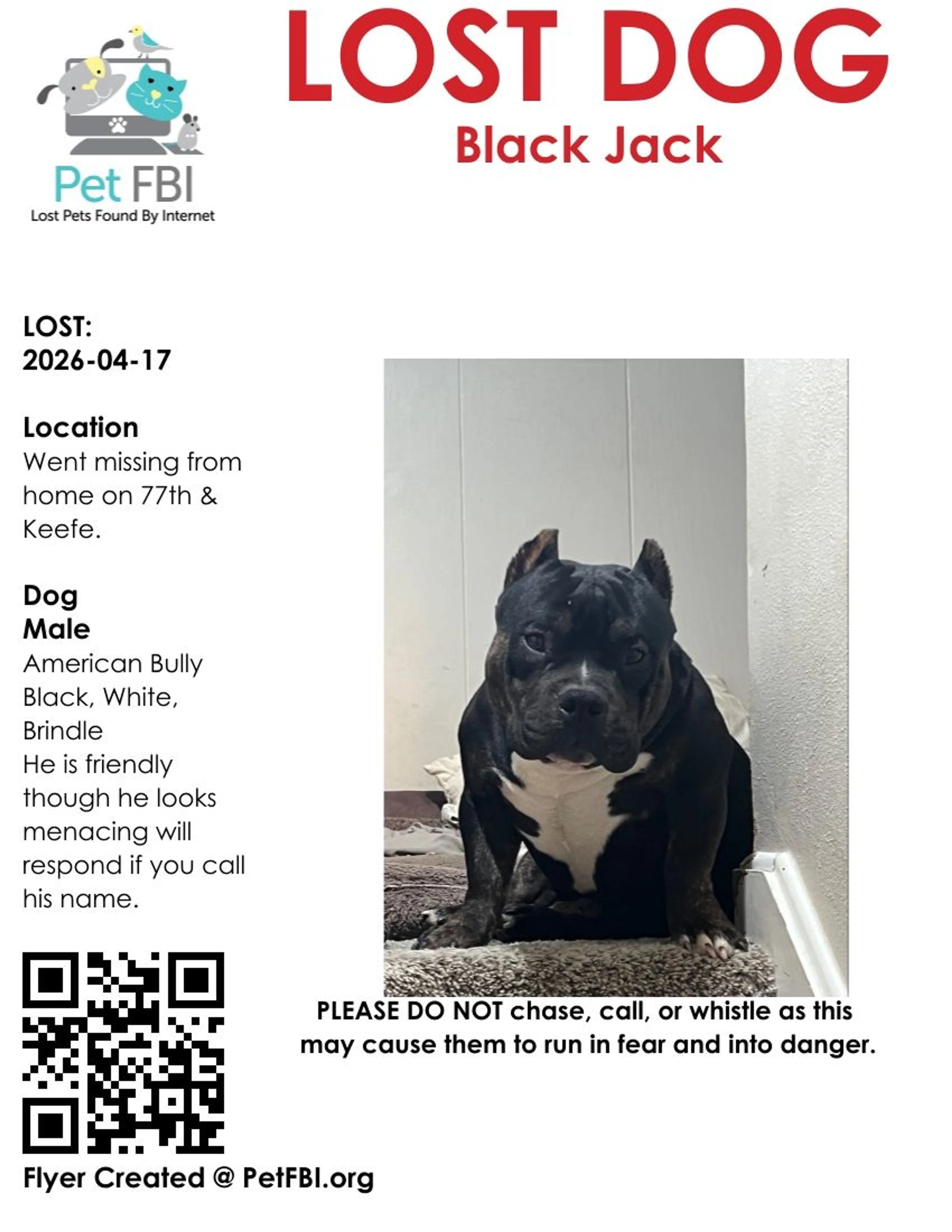 Lost pet-1