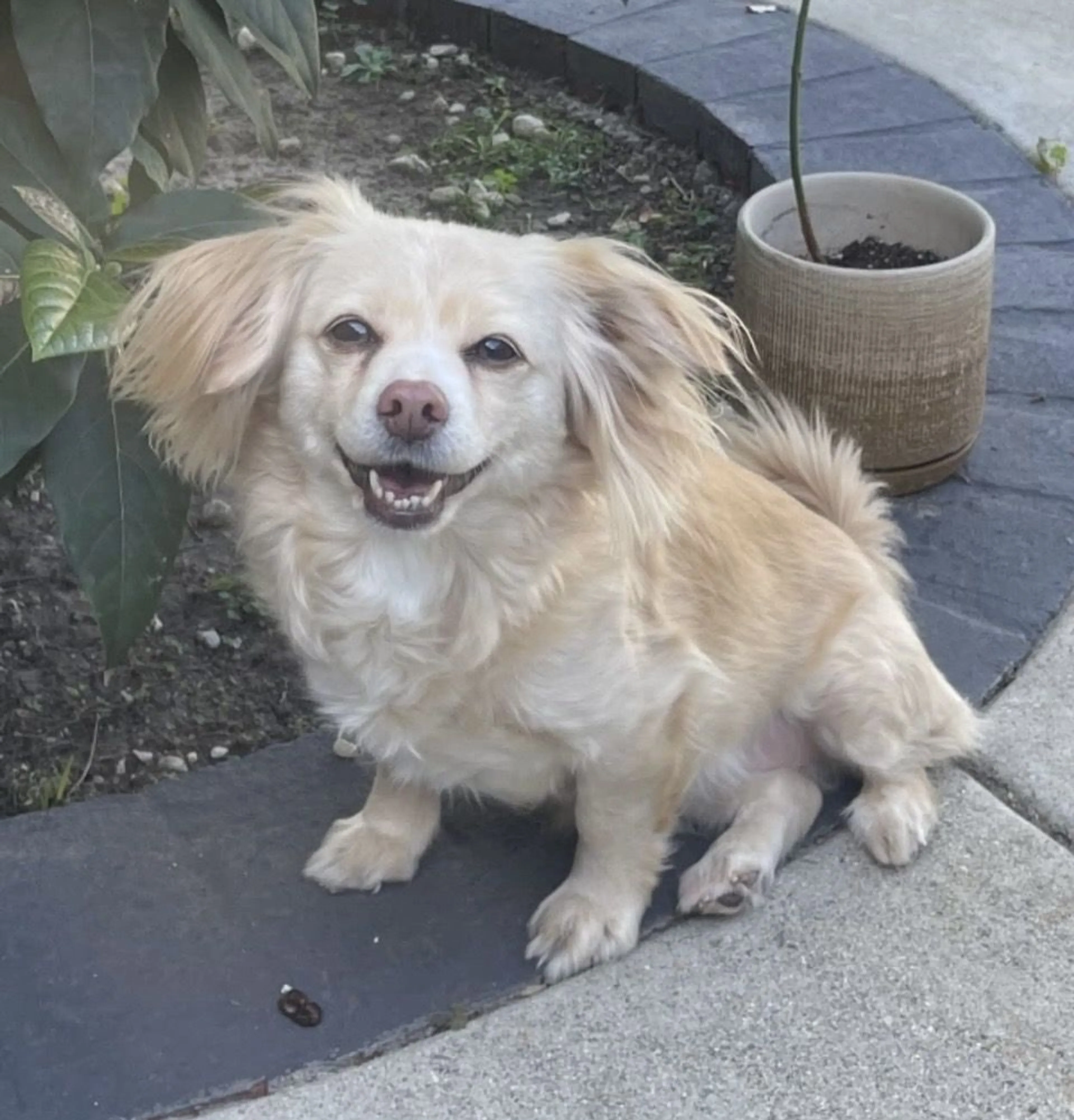 Lost pet-1