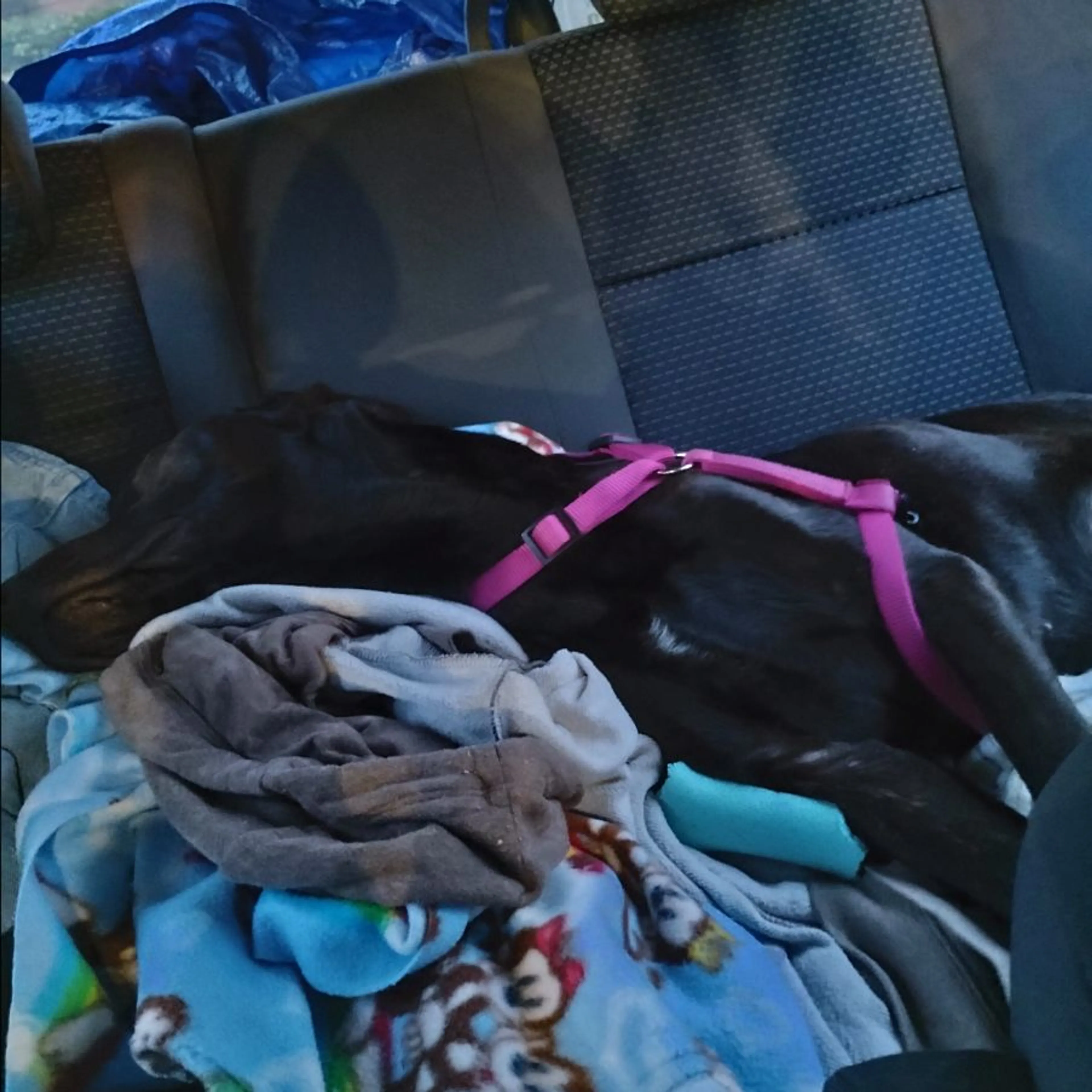 Lost pet