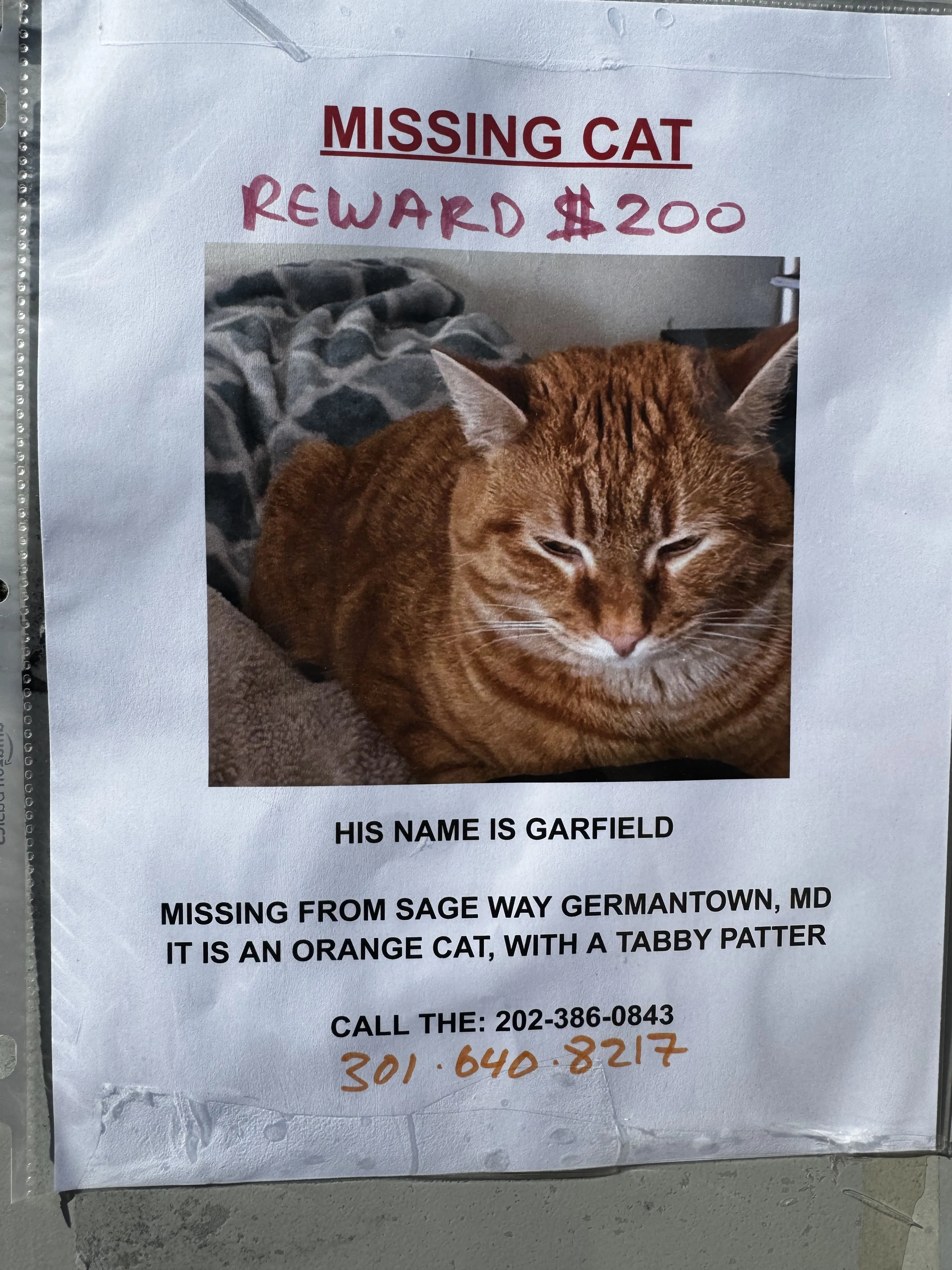 Lost pet