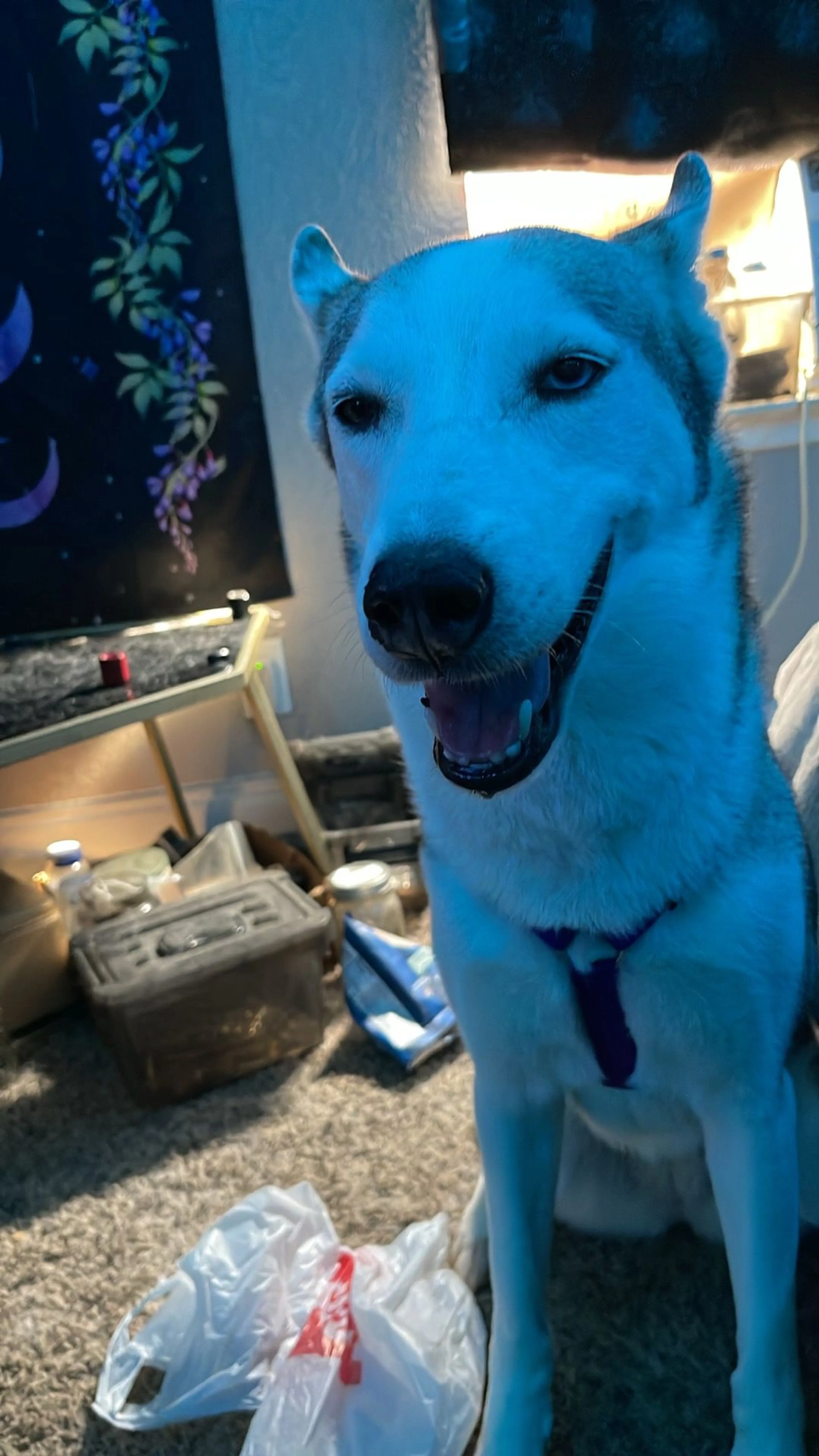 Lost pet-0