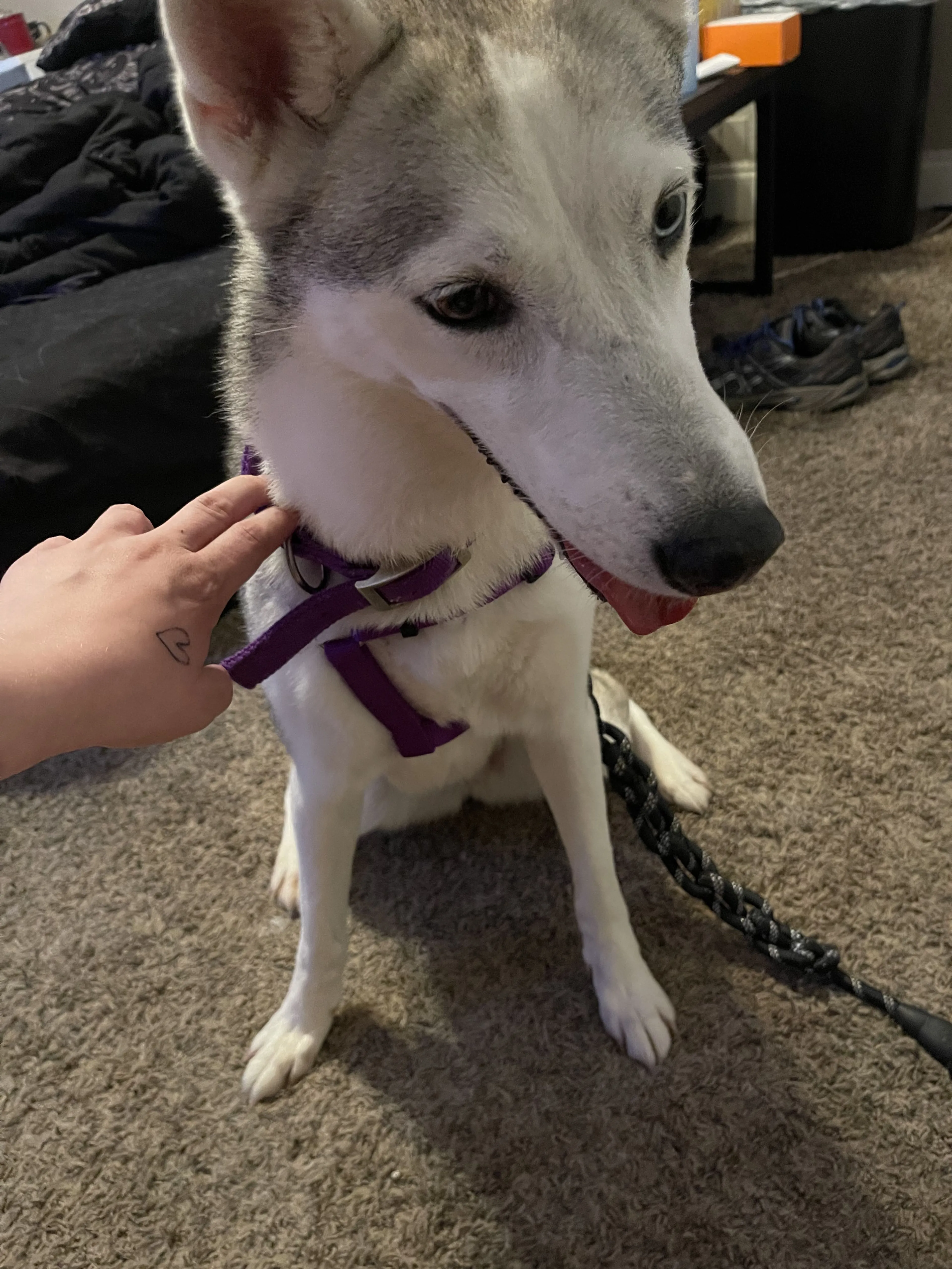 Lost pet-2