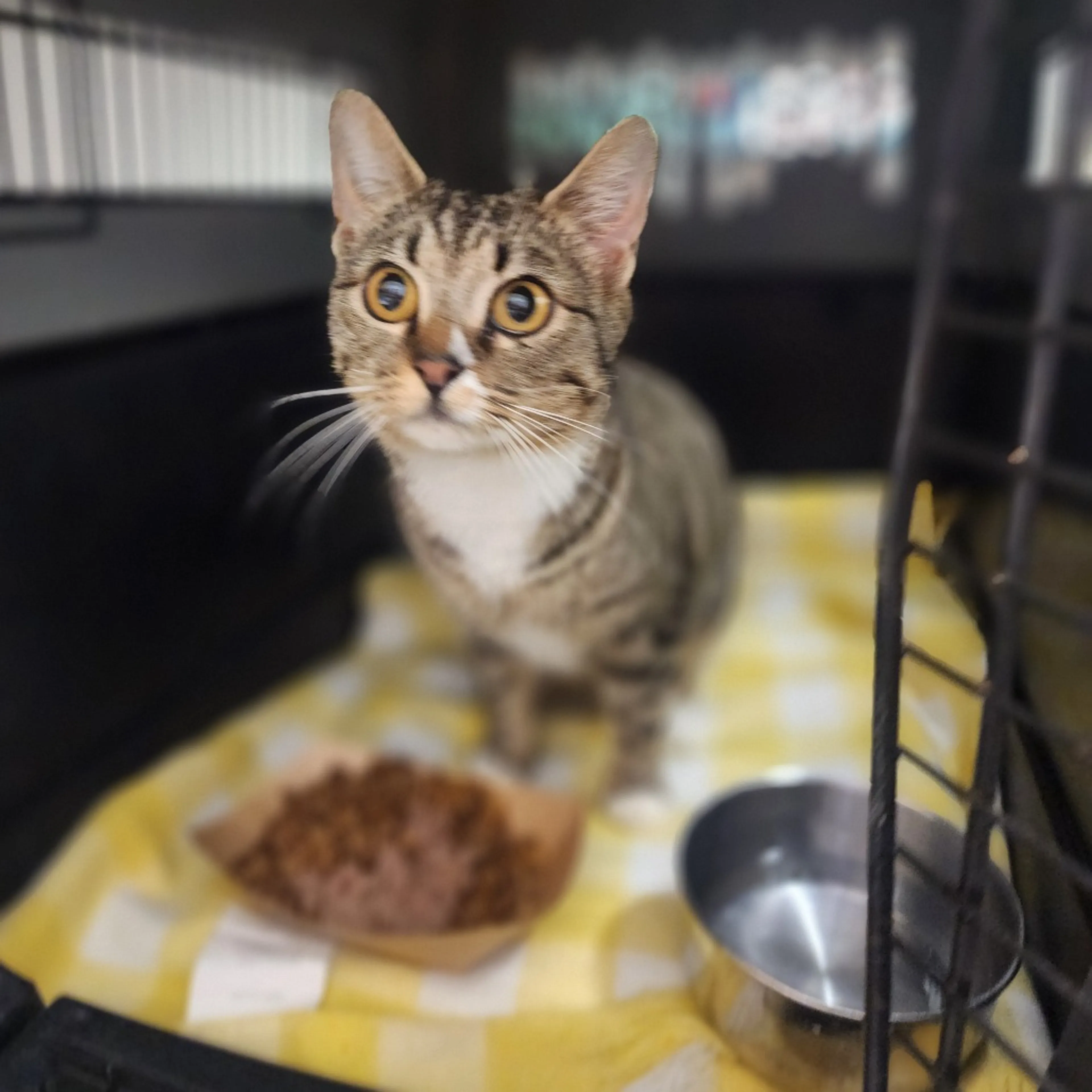 Found pet