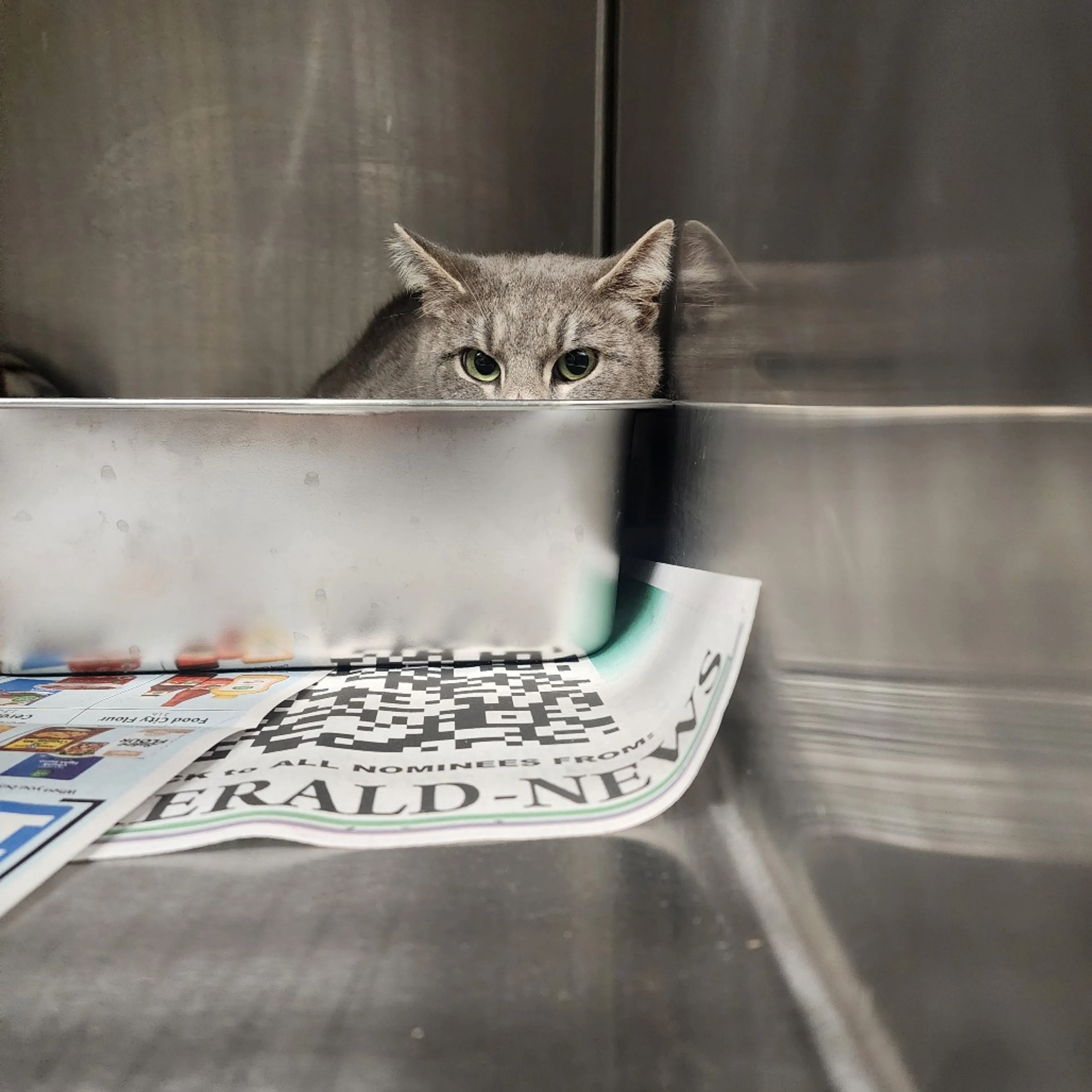 Found pet-3