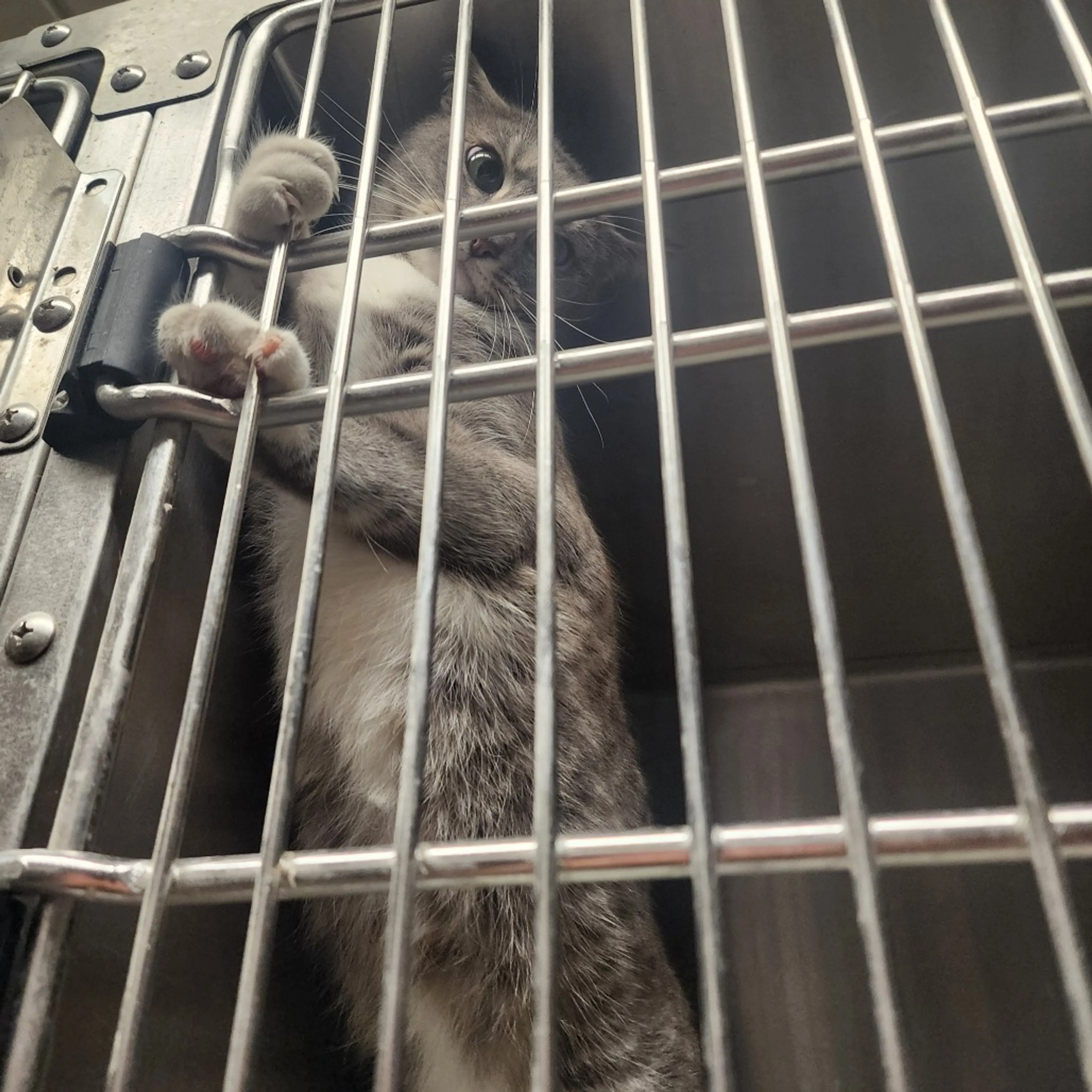 Found pet-1