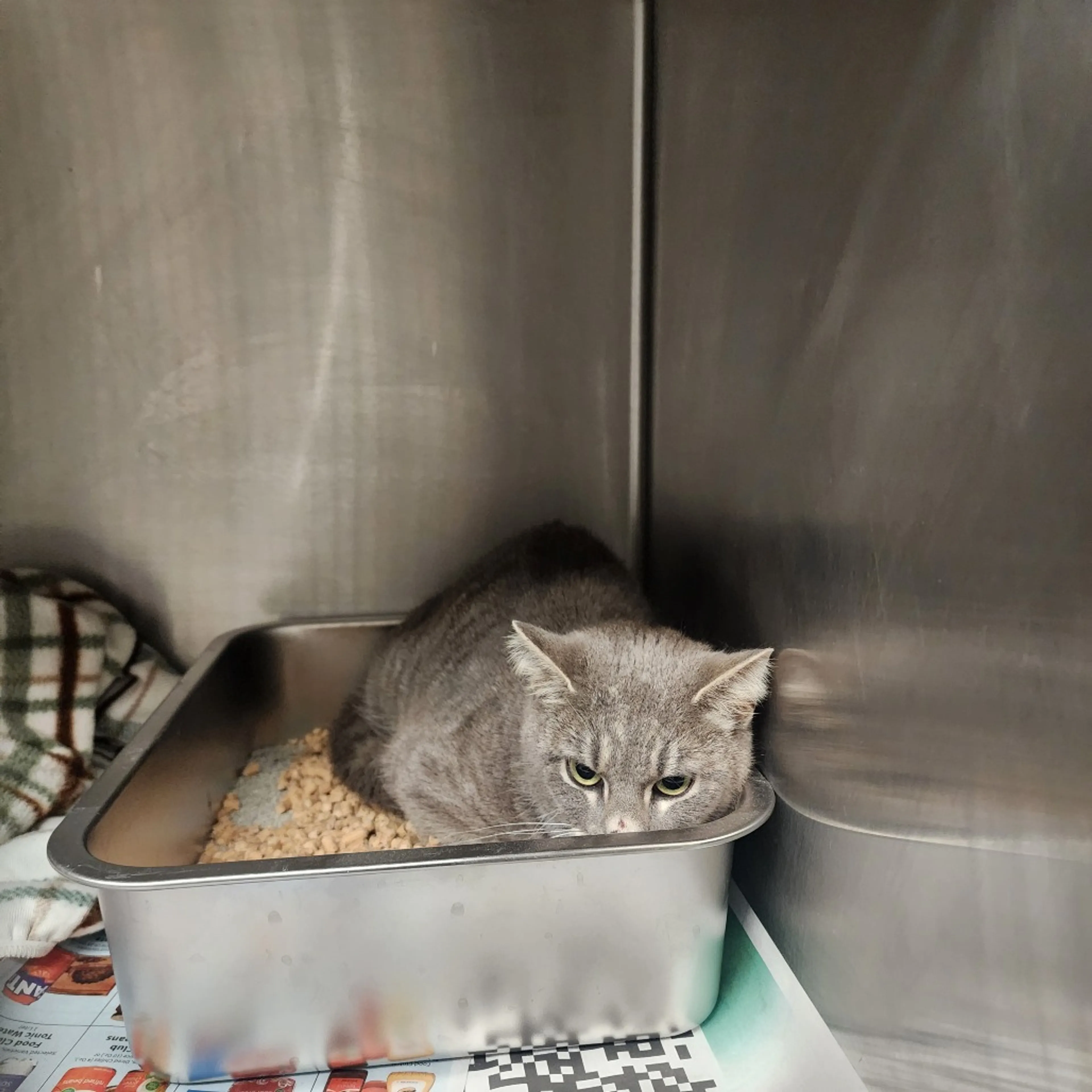 Found pet-2