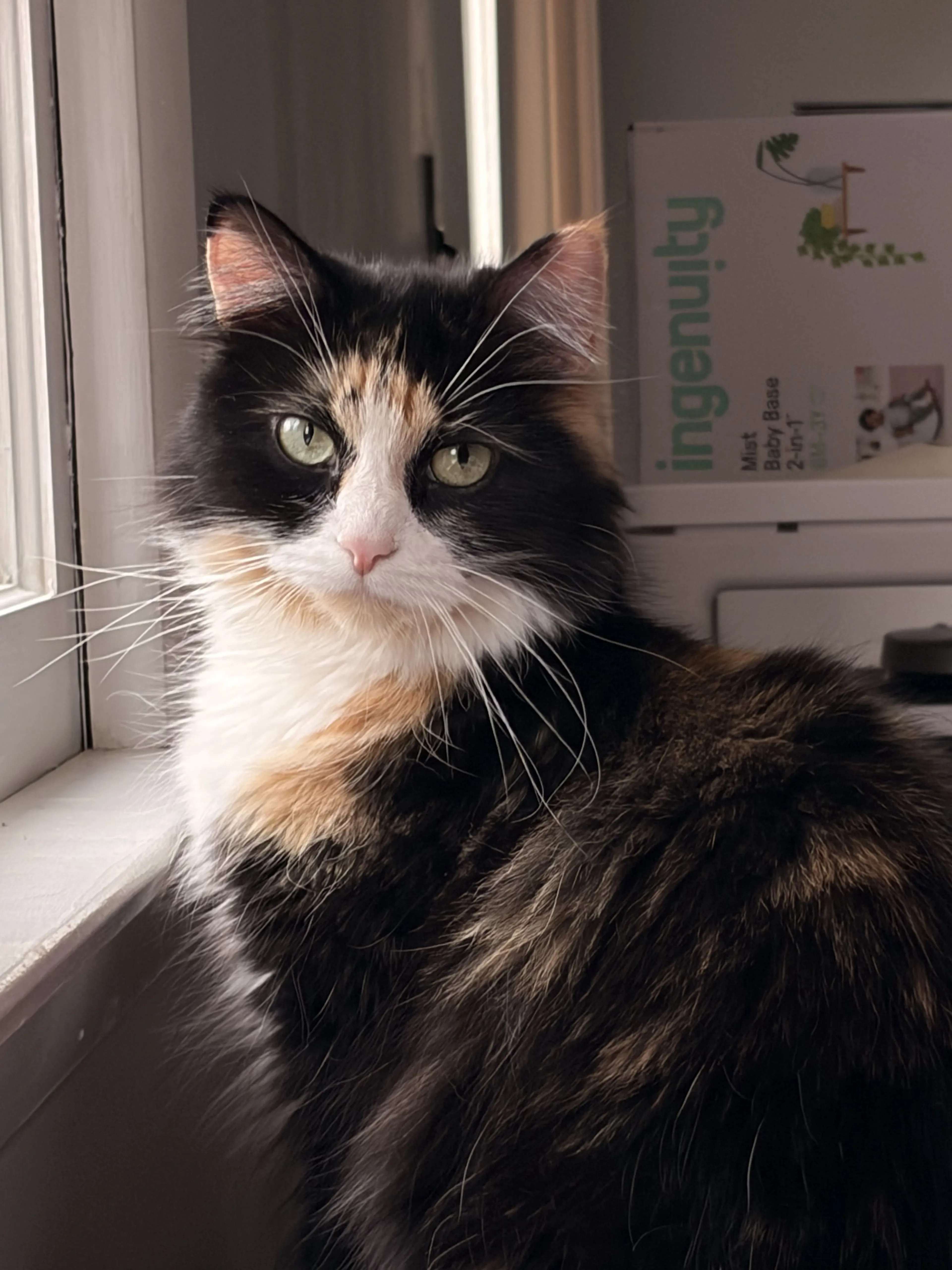 Lost pet